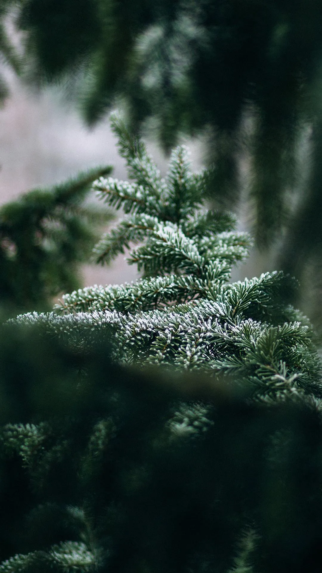 Pine Tree Branches Covered With Fresh Morning Dew Wallpaper