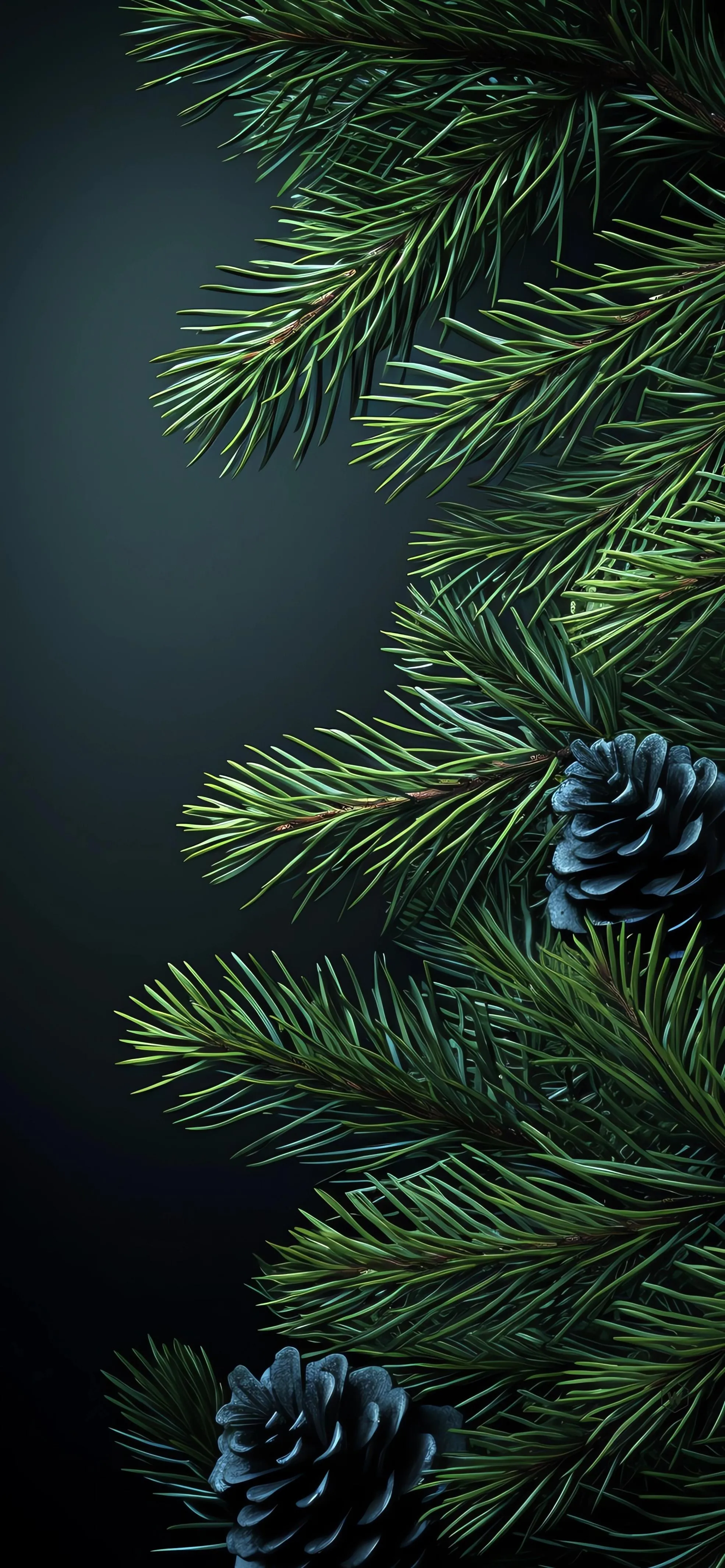 Pine Tree Branches in Dark Winter Background Wallpaper