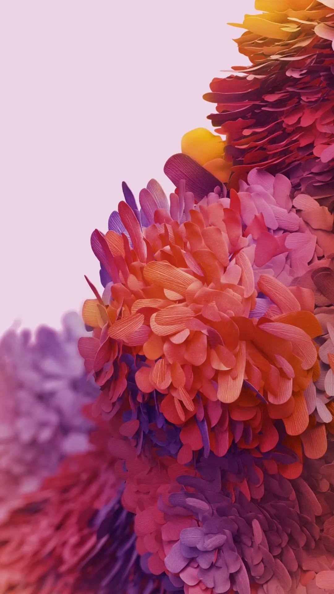 Pink and Orange Chrysanthemum Flowers in Soft Light