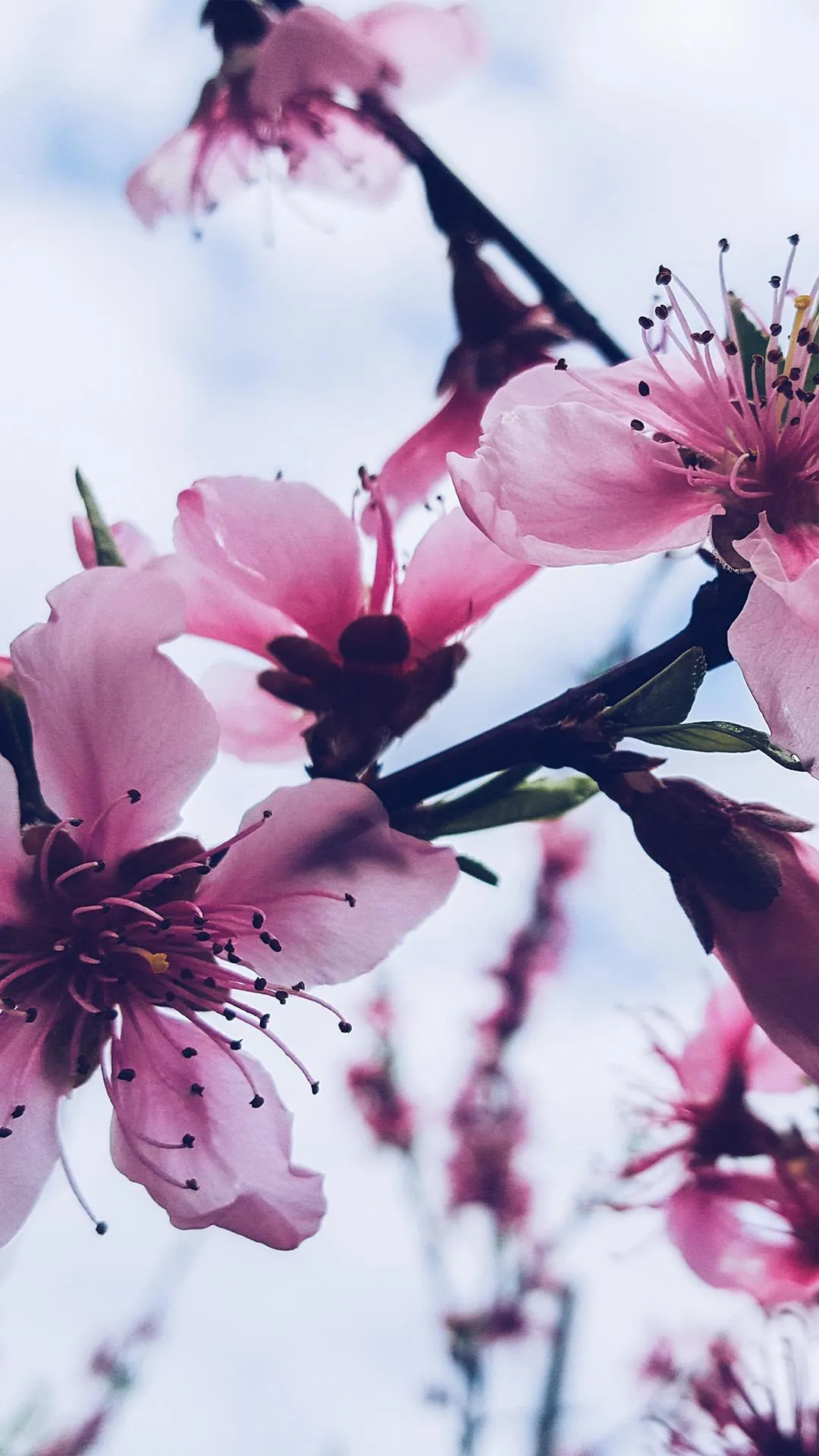 Pink Cherry Blossom Flowers In Soft White Background