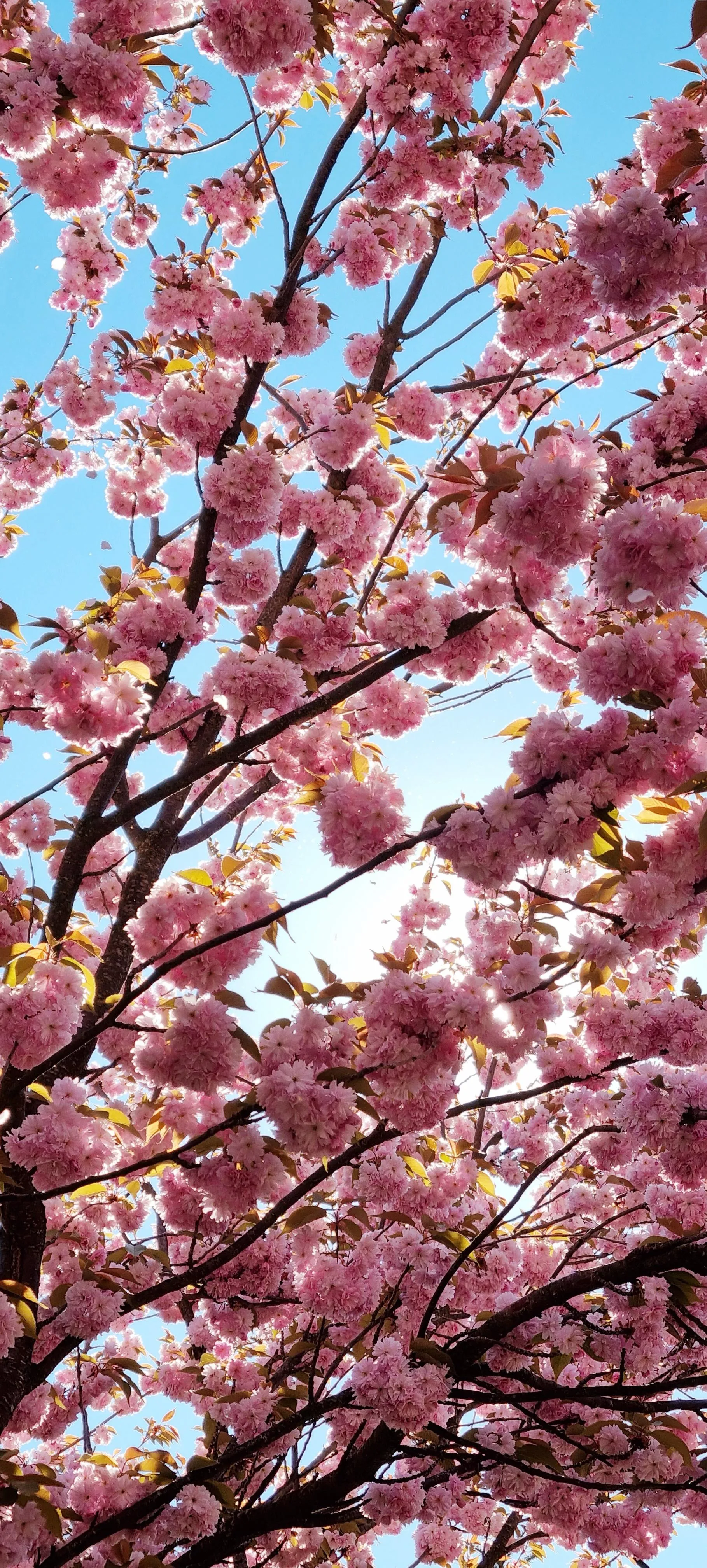 Pink Cherry Blossom Tree Branches Against Clear Blue Sky