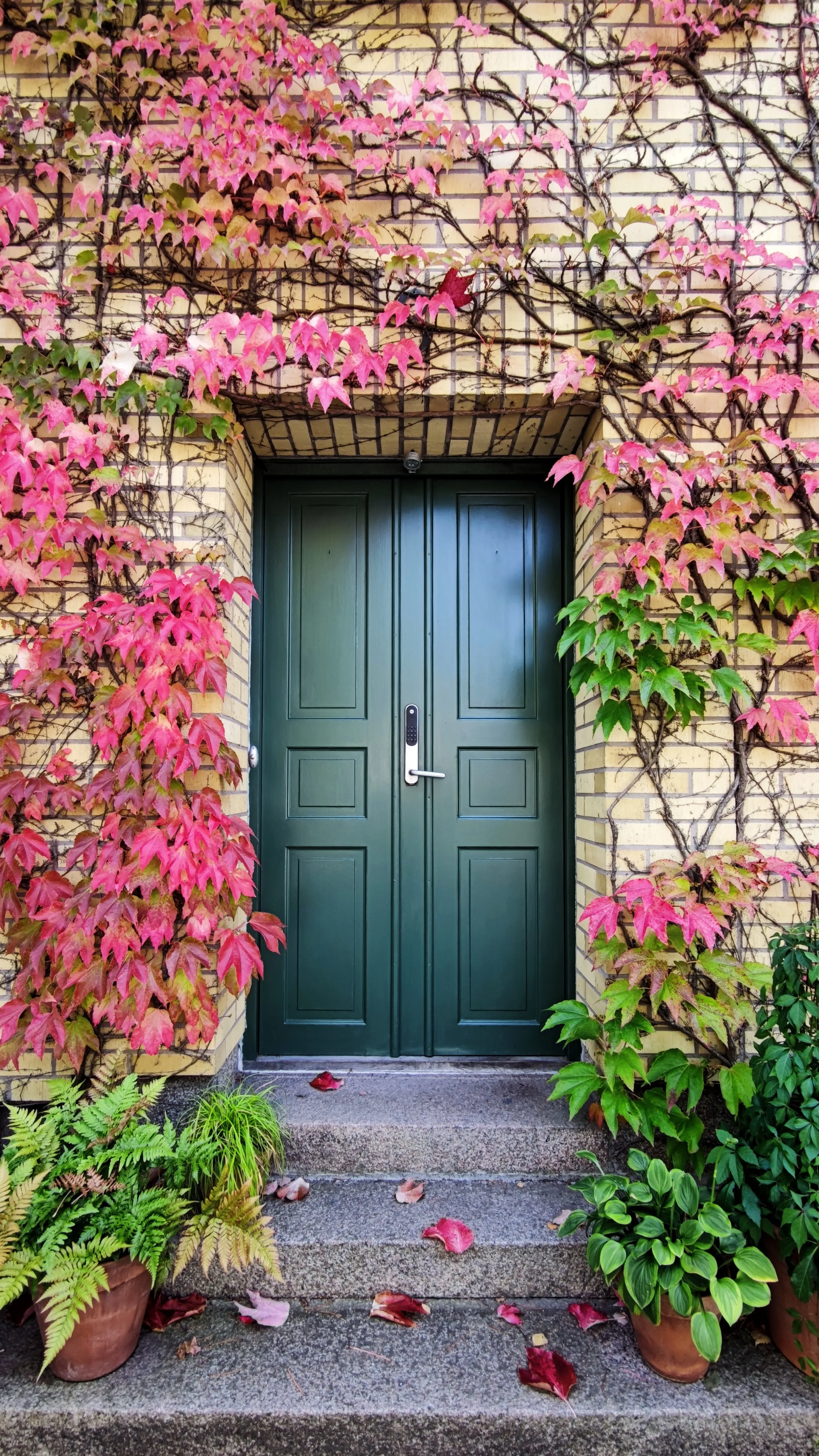 Pink Door Surrounded by Lush Climbing Flowers Wallpaper