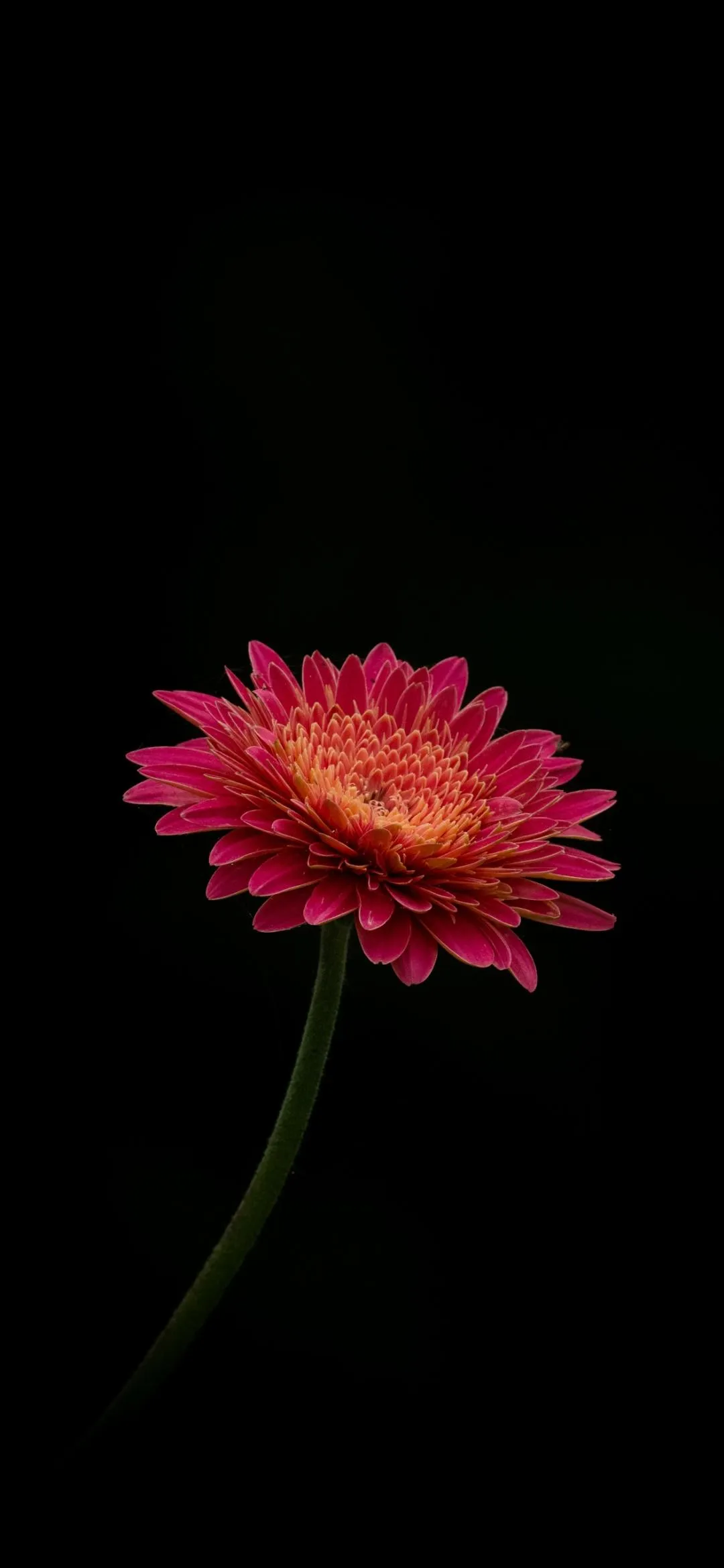 Pink Flower Blooming Brightly on Dark Background Wallpaper