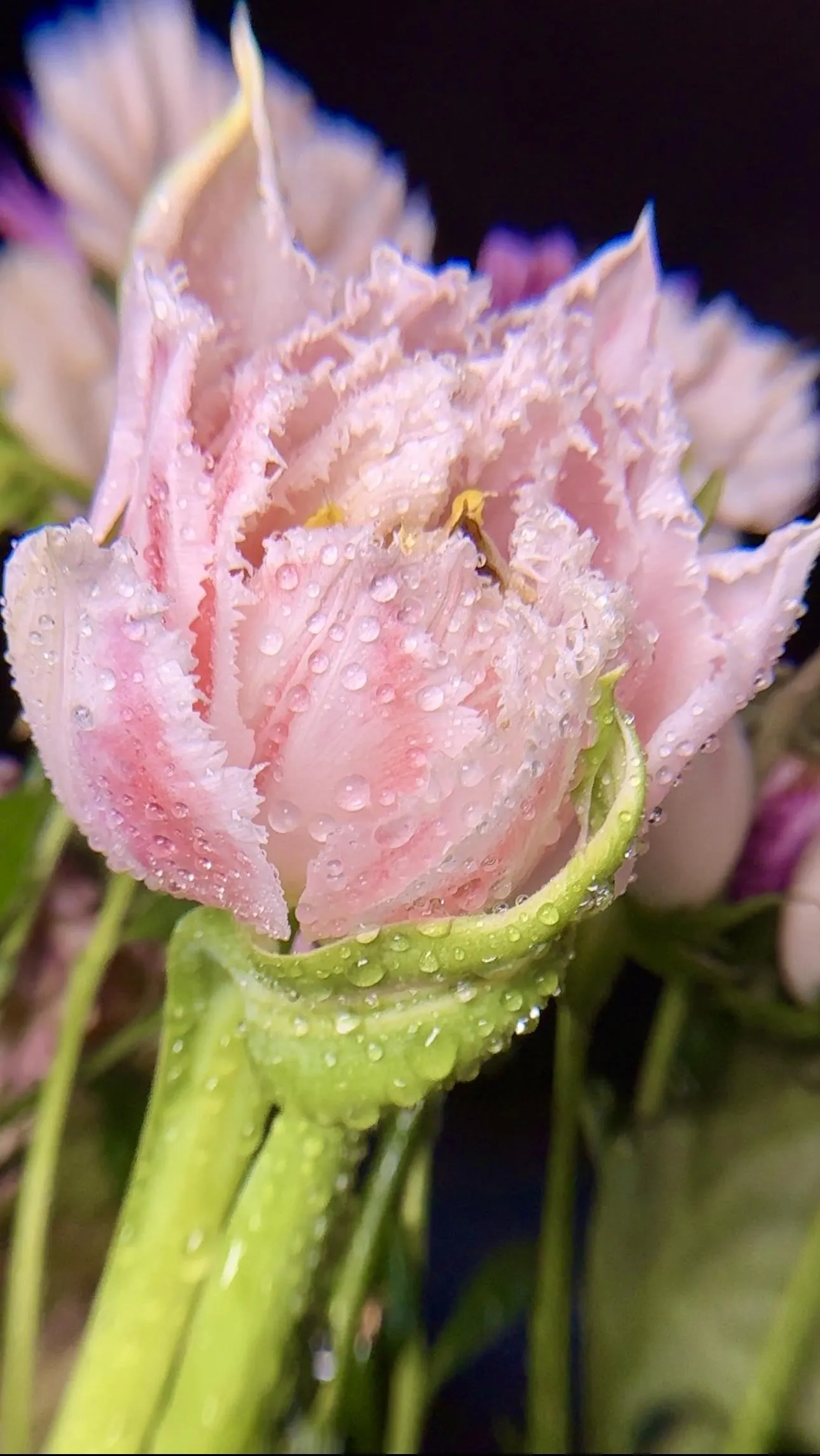 Pink Flower Macro Shot Nature Mobile Wallpaper Art