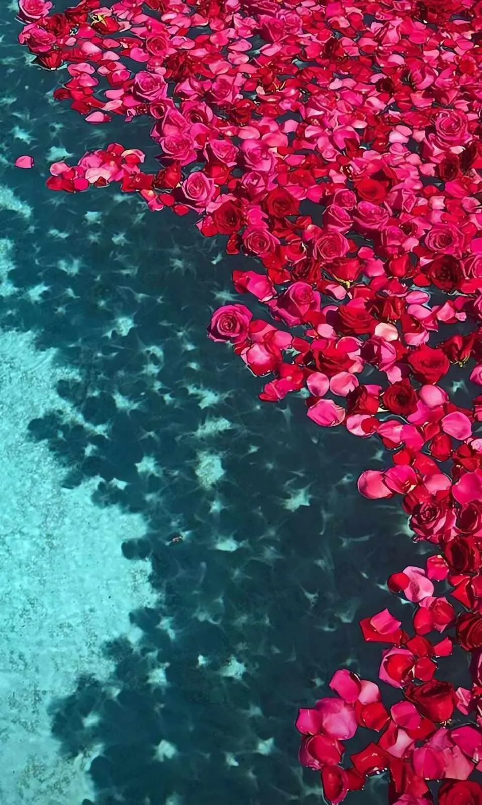 Pink Flower Petals Floating over Crystal Clear Water
