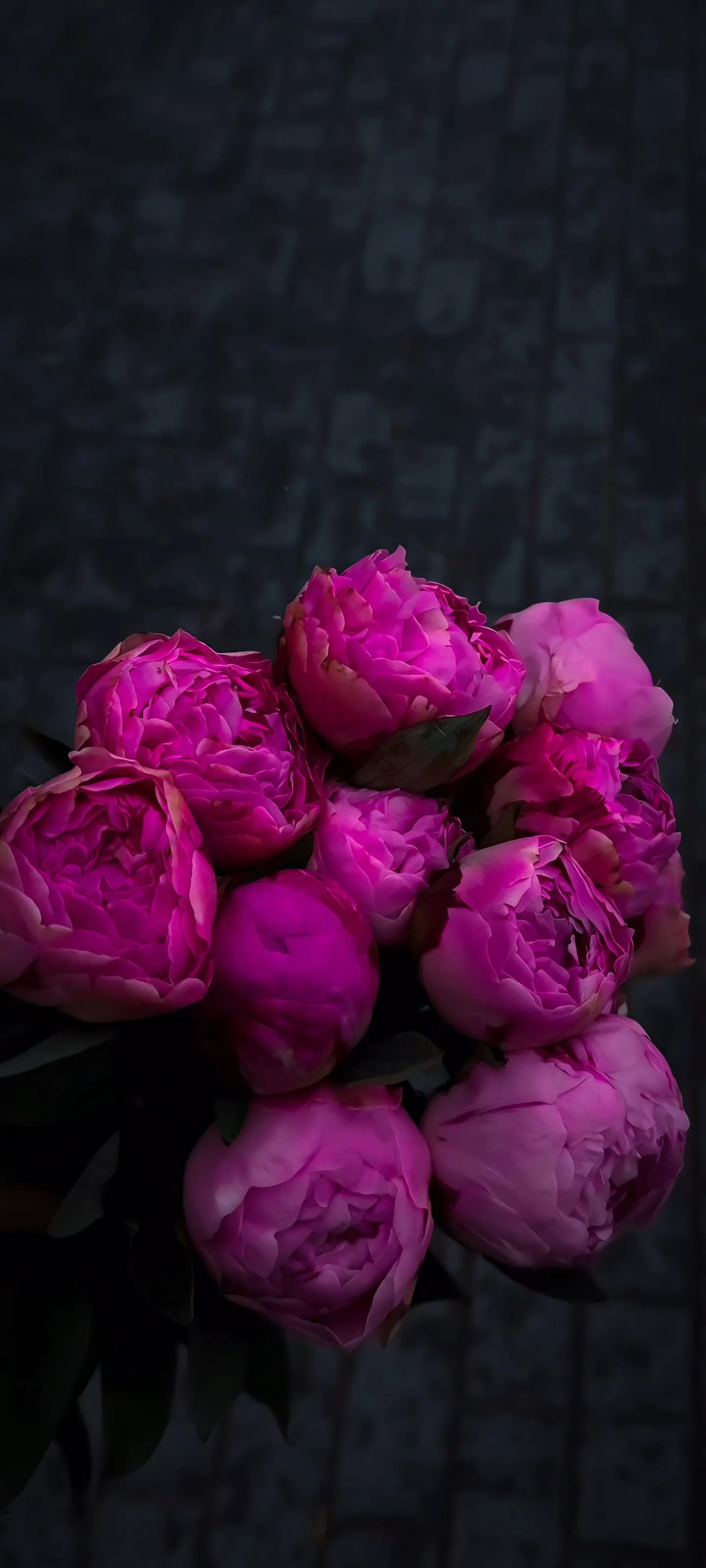 Pink Flowers Against Dark Wall Beautiful Floral Image