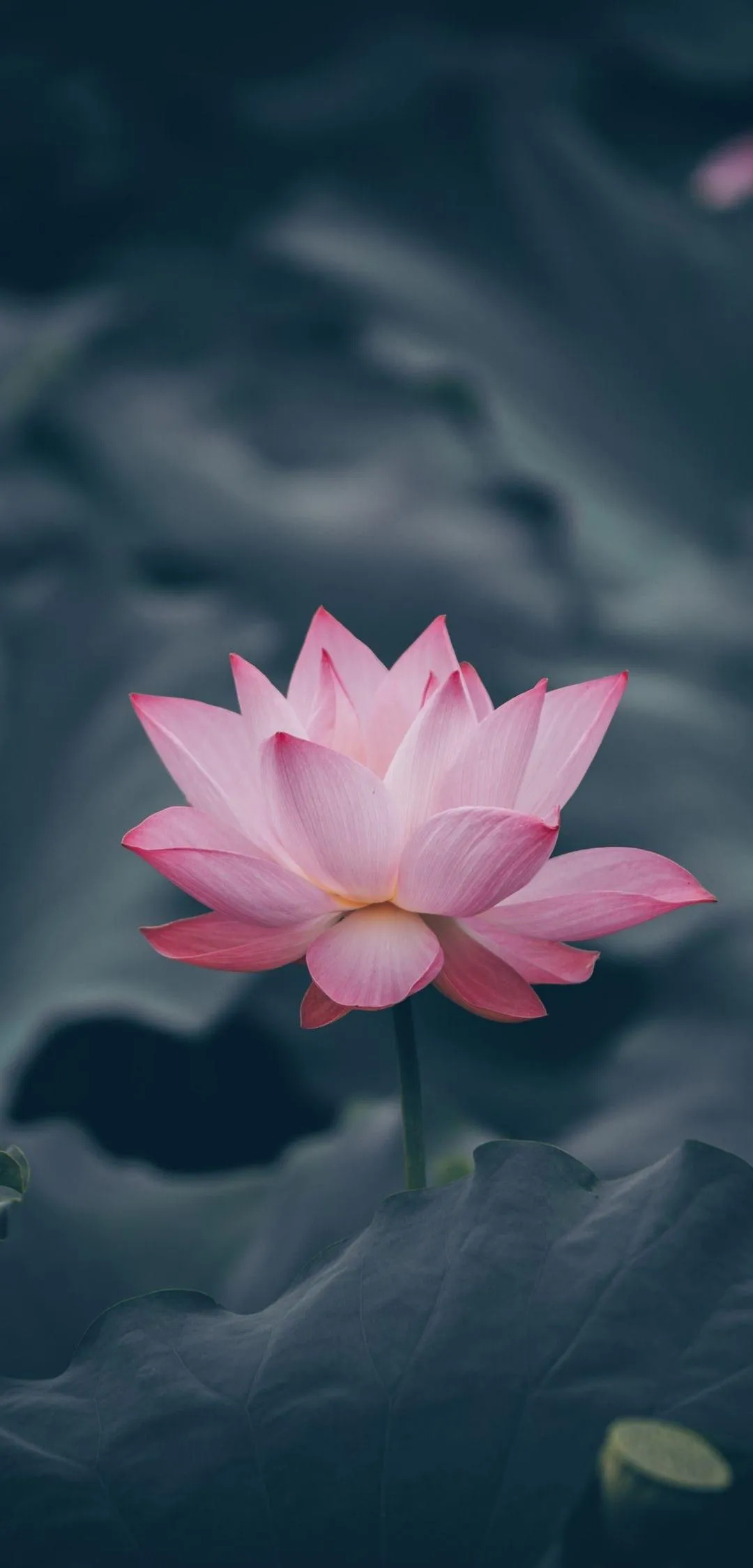 Pink Lotus Floating on Calm Water Natural Scene Wallpaper