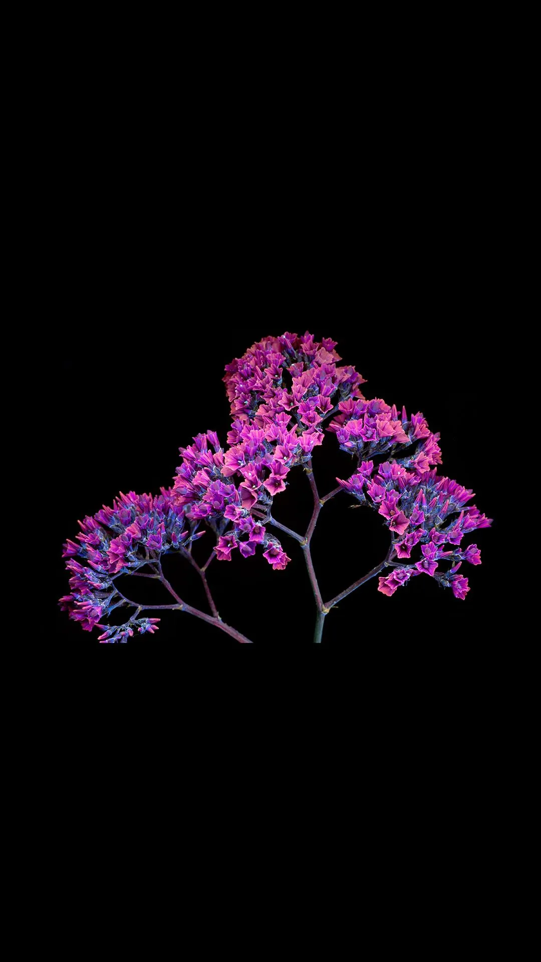 Pink Tree Blossoming in Minimal Black Background Wallpaper