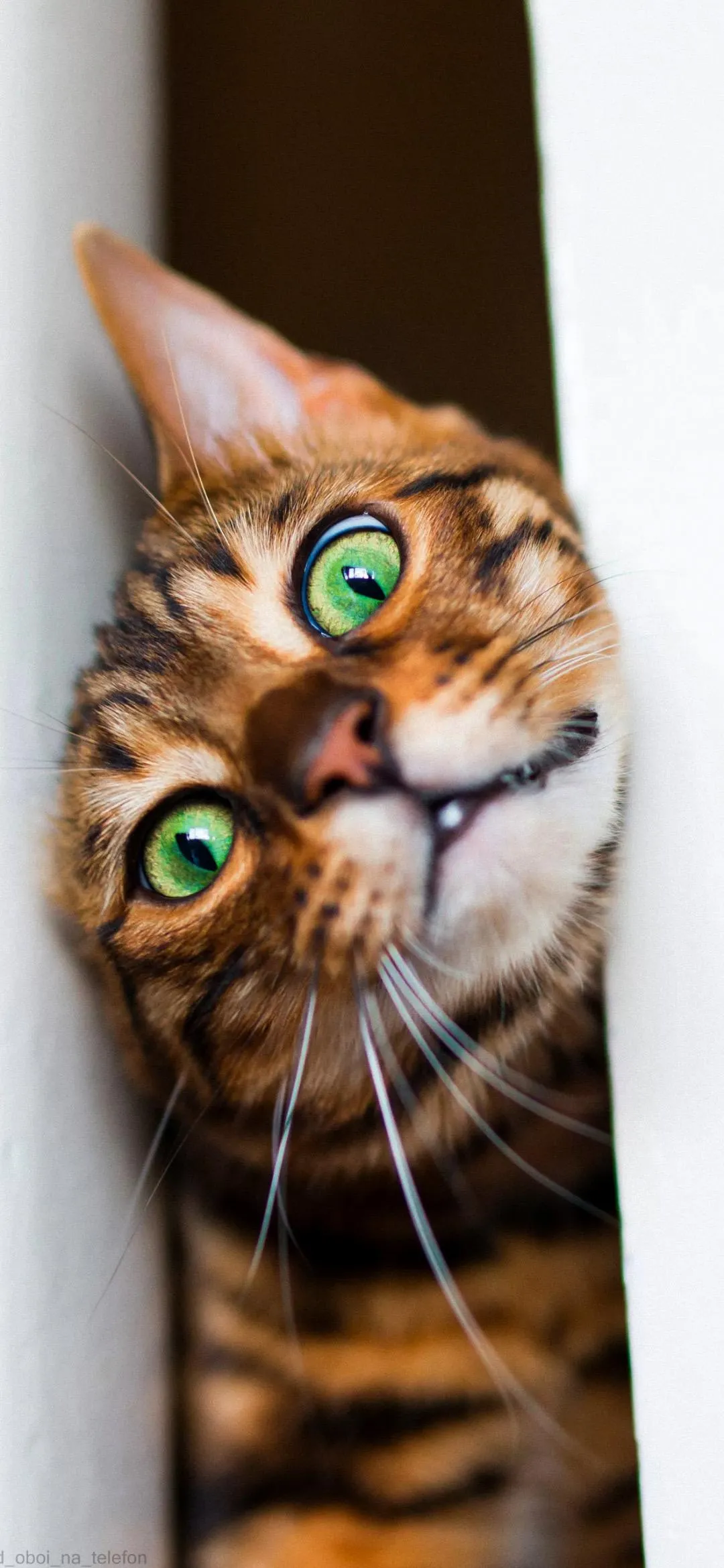 Playful Cat Peeking from Behind a Wall with Curiosity