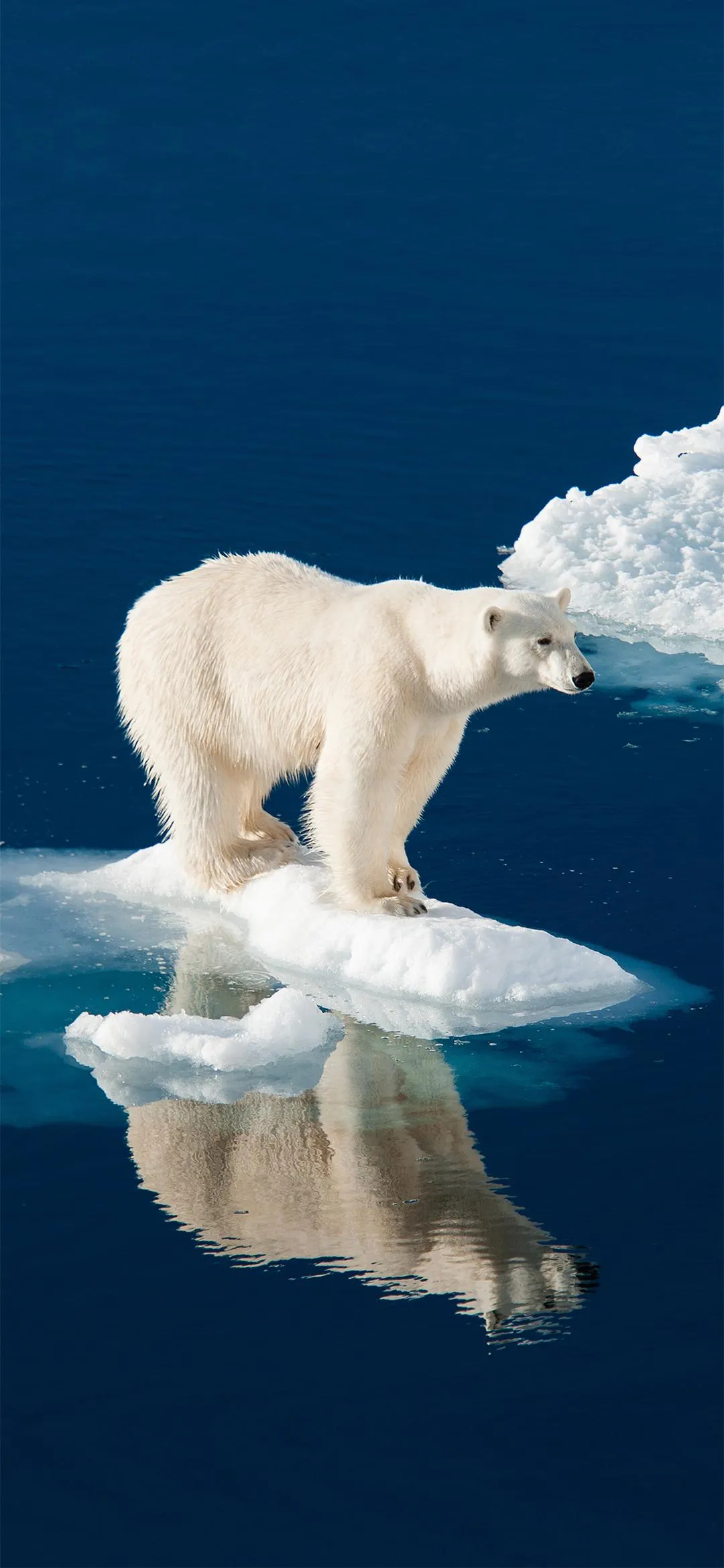 Polar Bear Standing on Ice Floating in Blue Ocean Wallpaper