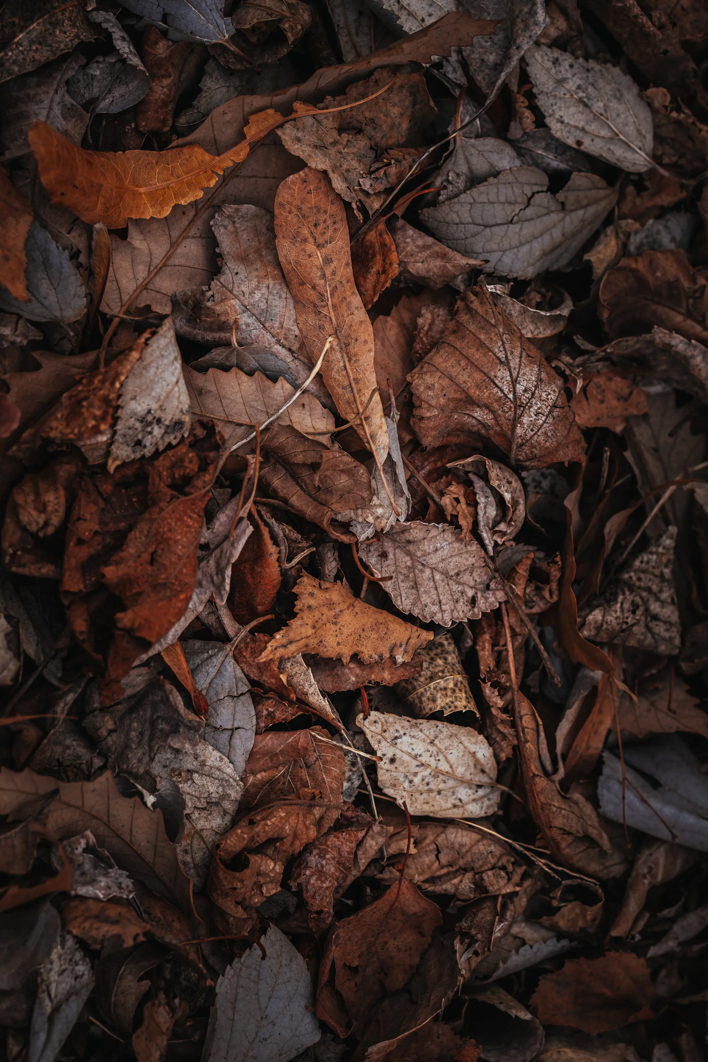 Portrait of Brown Autumn Leaves Covering the Forest Ground