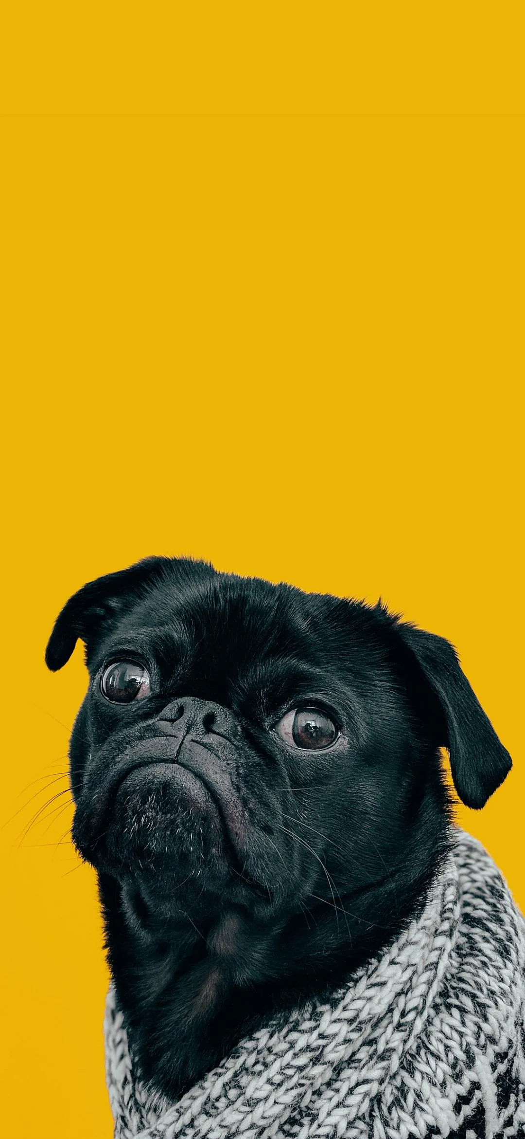 Pug Dog Portrait on Yellow Background Looking Curious