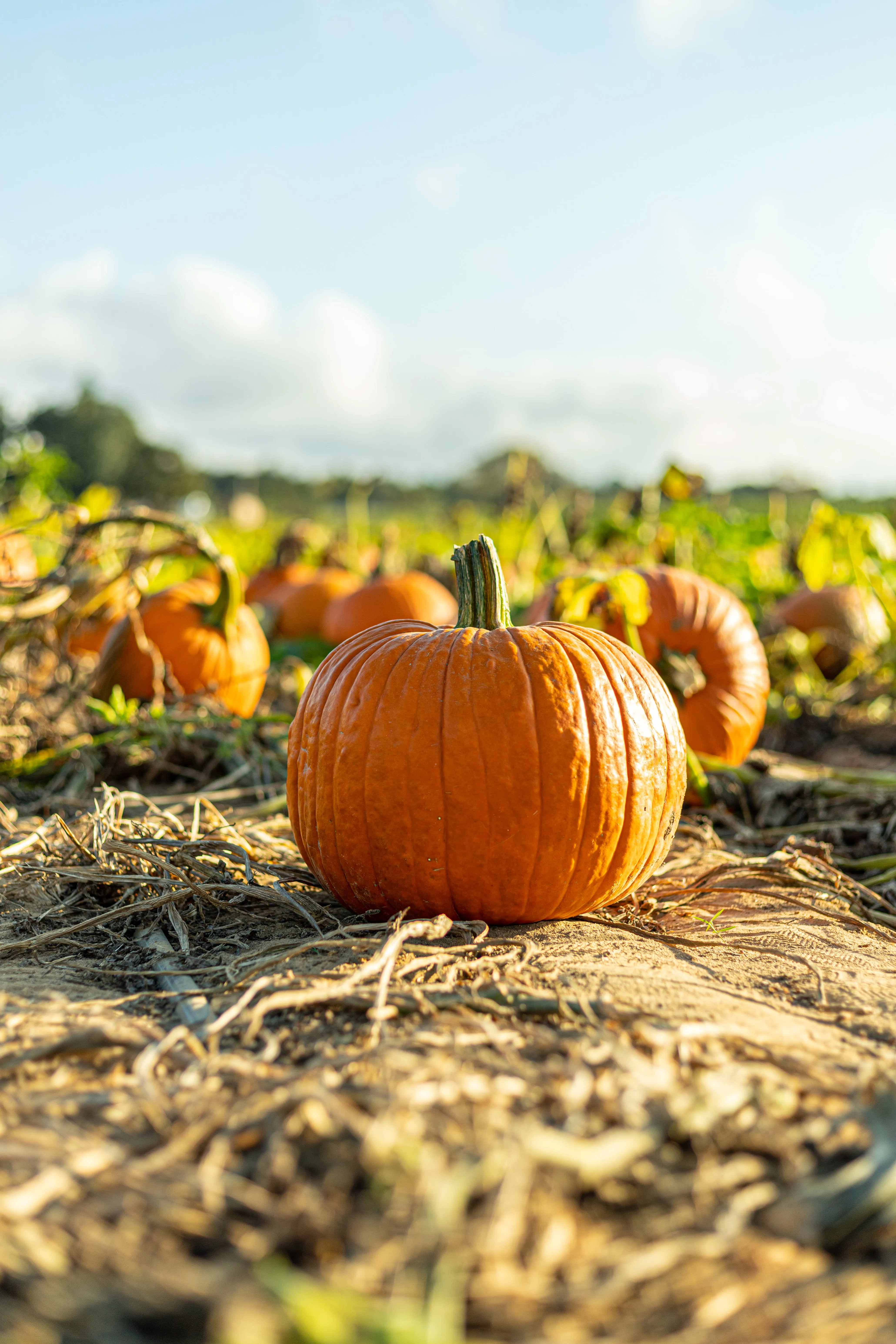 Pumpkin Patch in Warm Autumn Afternoon Light Wallpaper