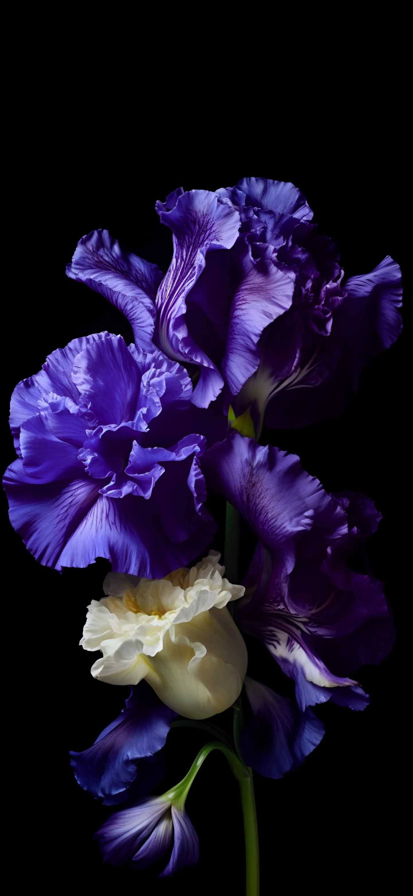 Purple and White Iris Flower on Deep Black Background