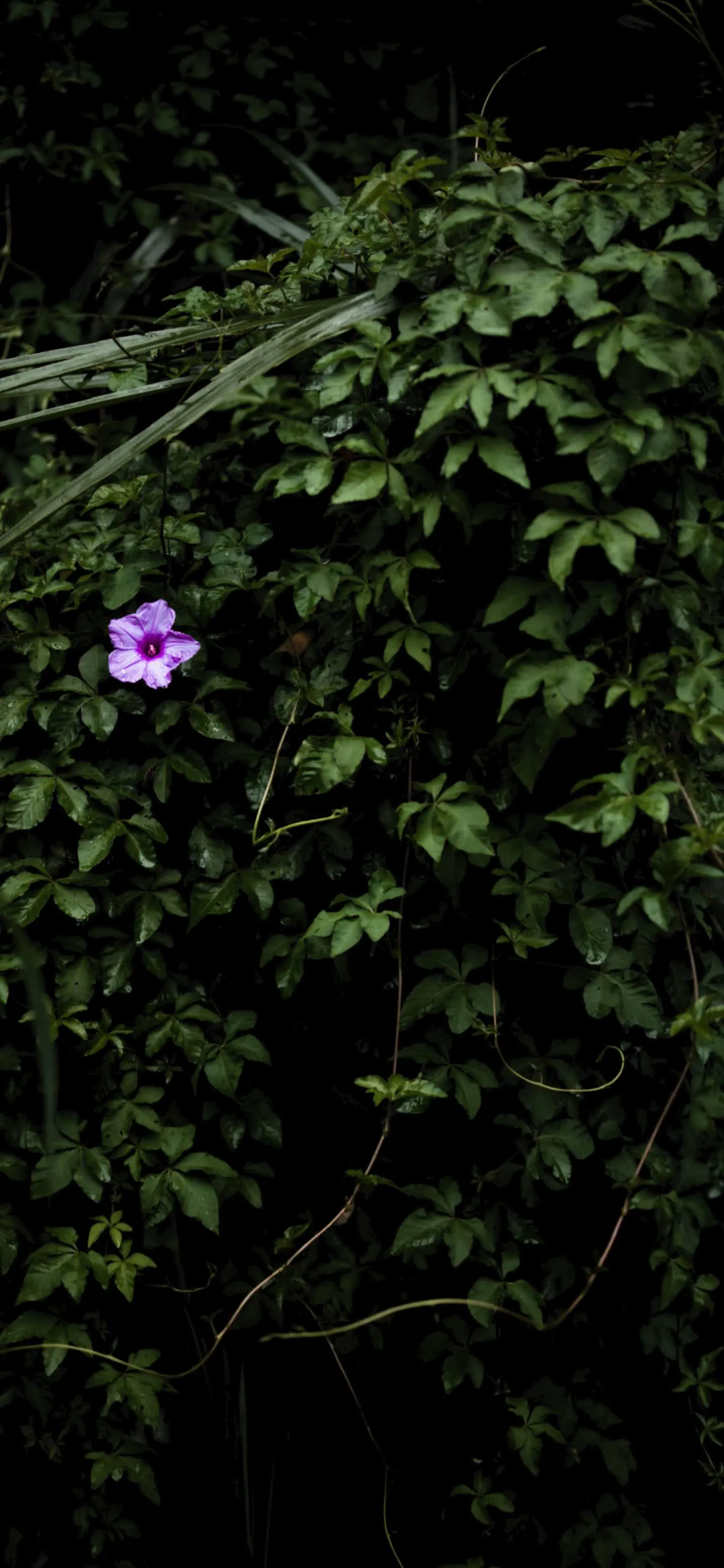 Purple Flowers Among Green Leaves Nature Wallpaper