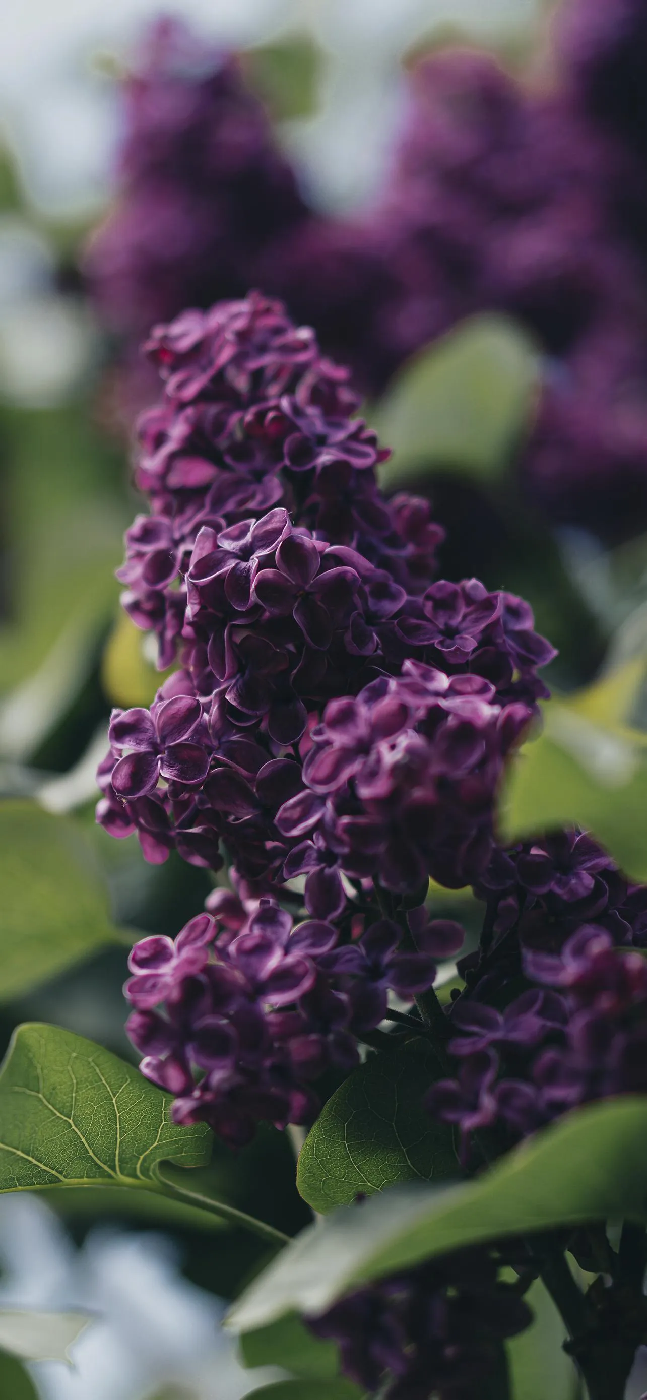 Purple Flowers Blooming in Close Up Natural Setting