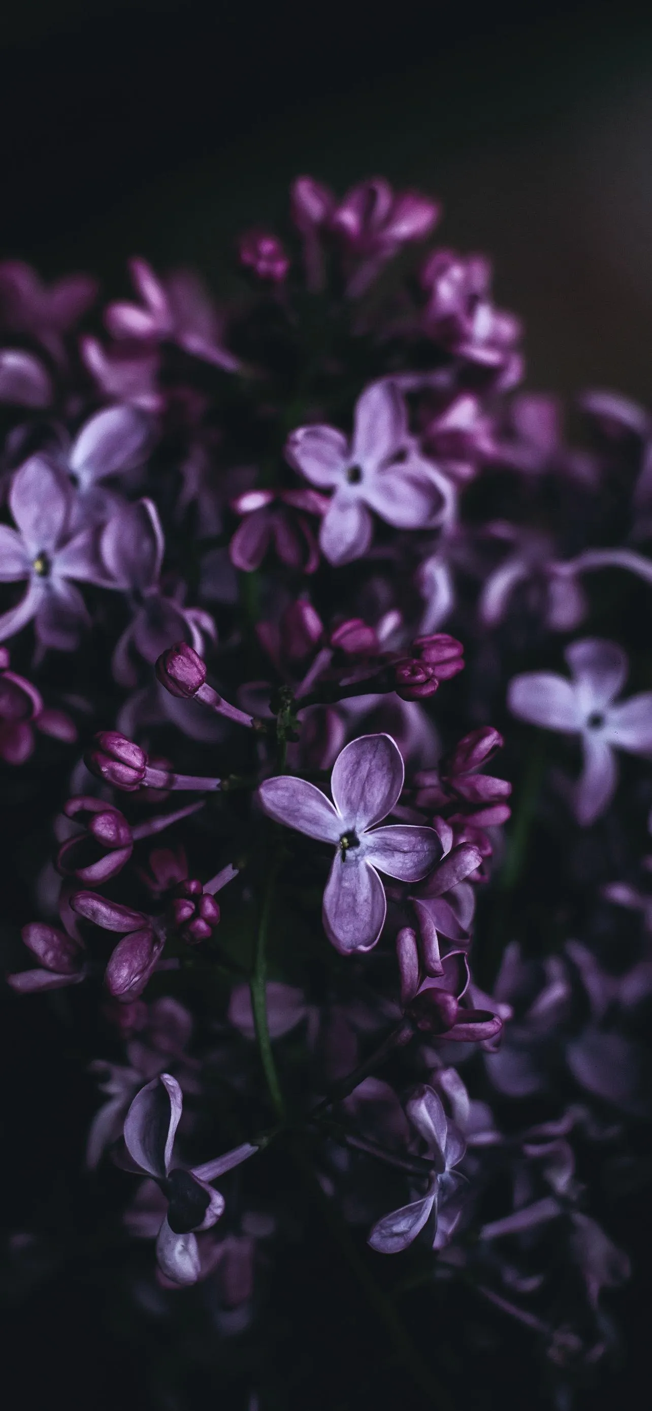 Purple Flowers in Darkness for Elegant Mobile Display
