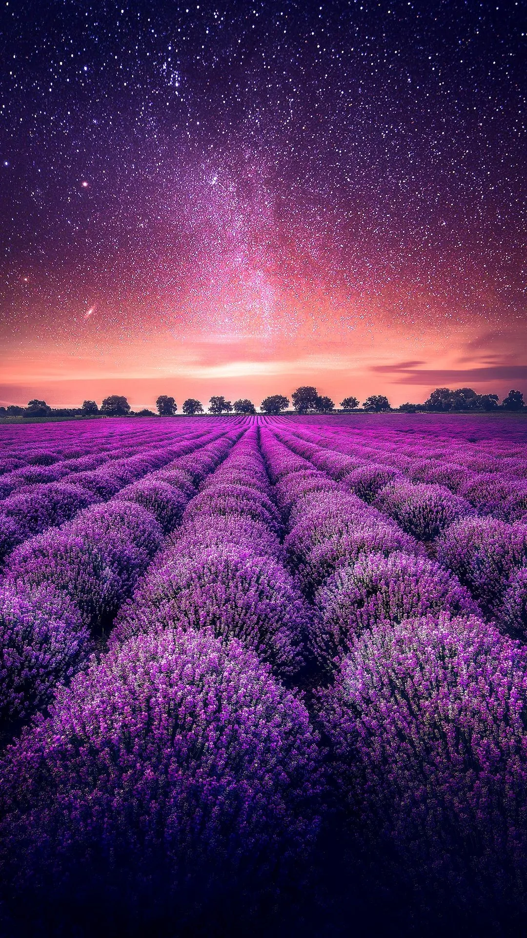 Purple Lavender Field Under Starry Twilight Wallpaper