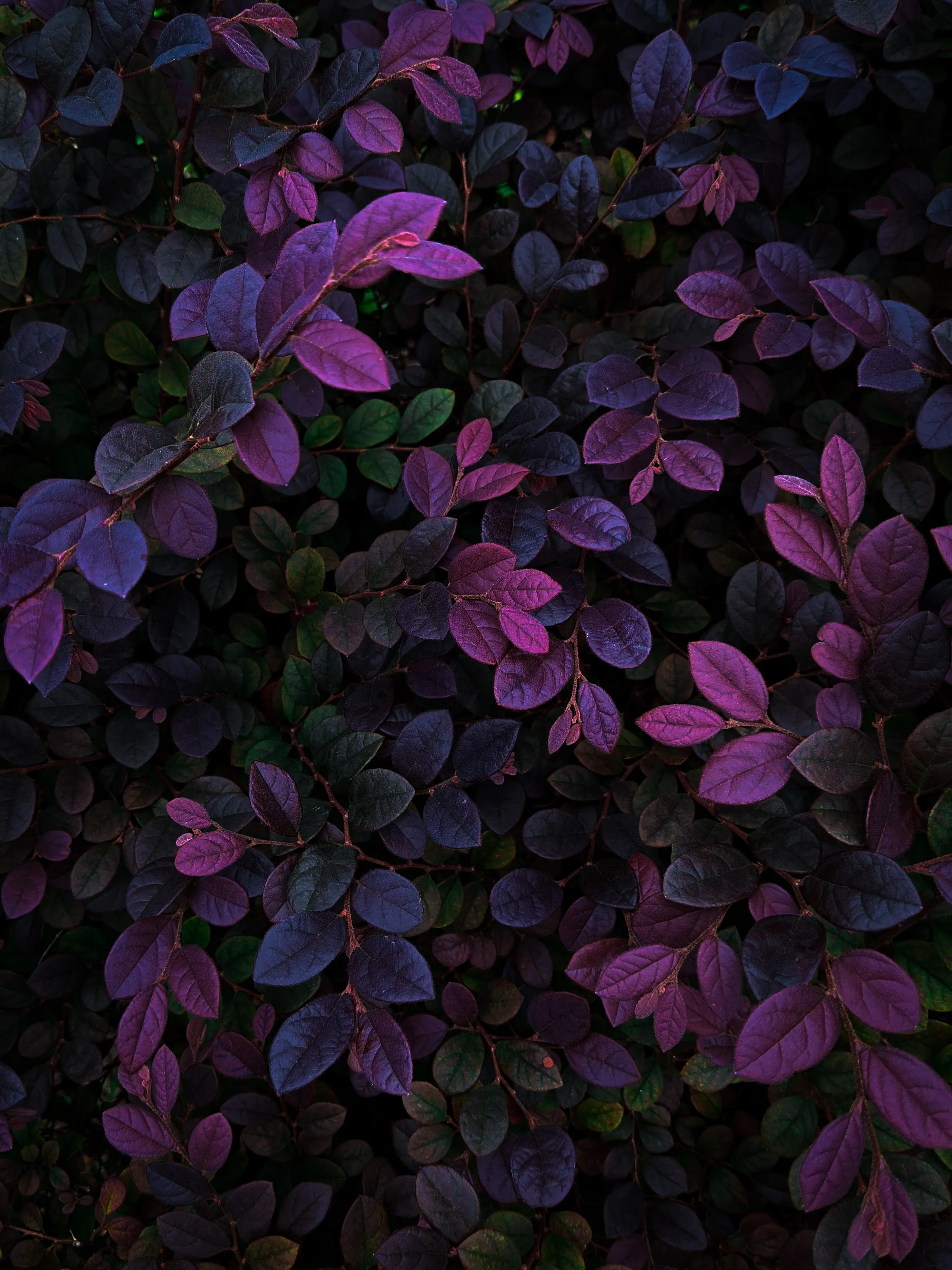 Purple Leaves Plant Pattern in Low Light Mood Wallpaper