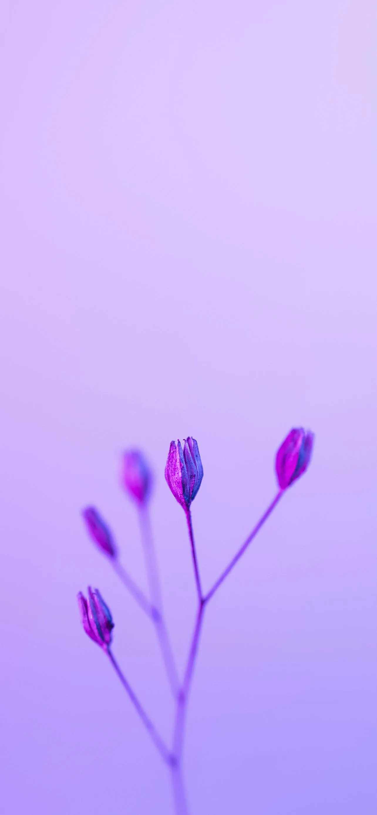 Purple Minimal Flowers on Simple Lavender Field Wallpaper