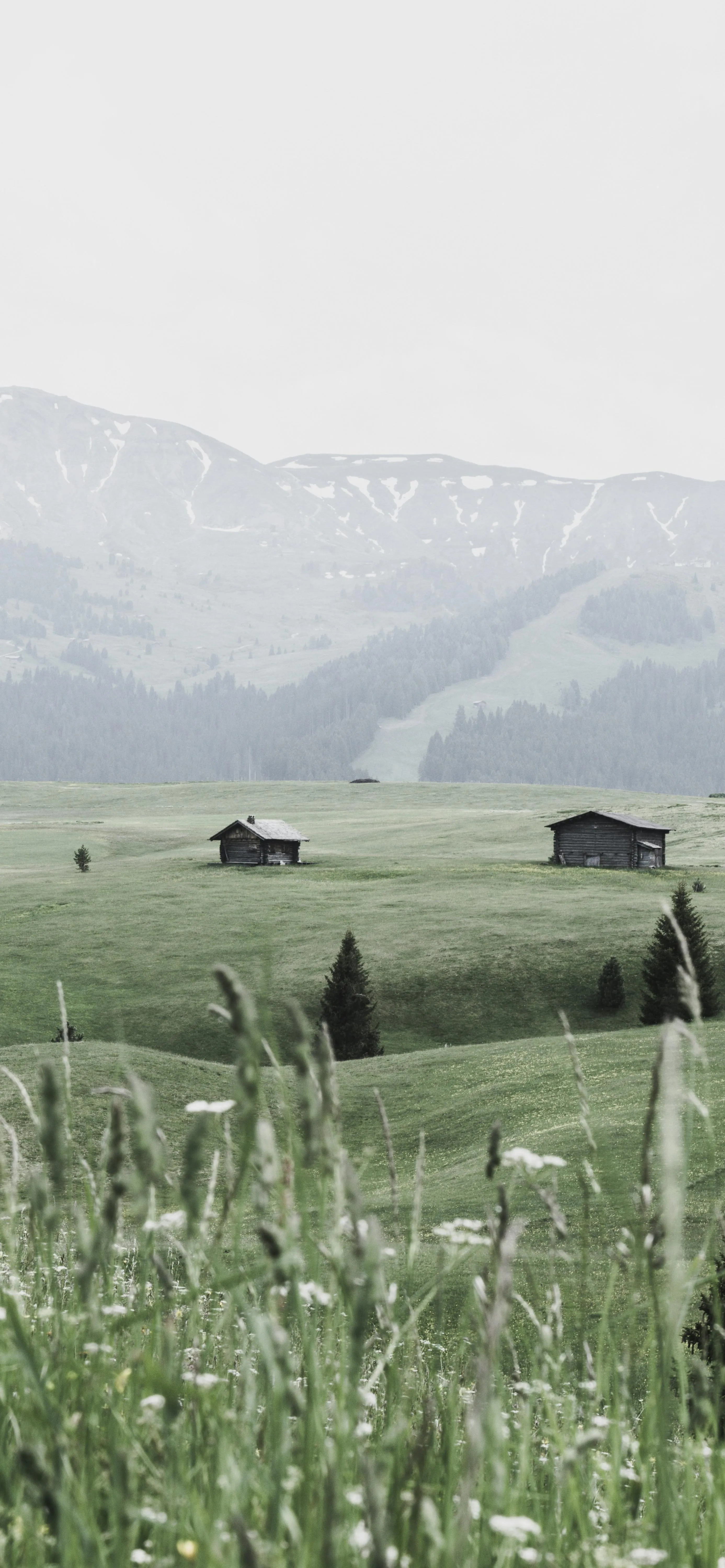 Quiet Countryside Field with Mountains and Tall Grass