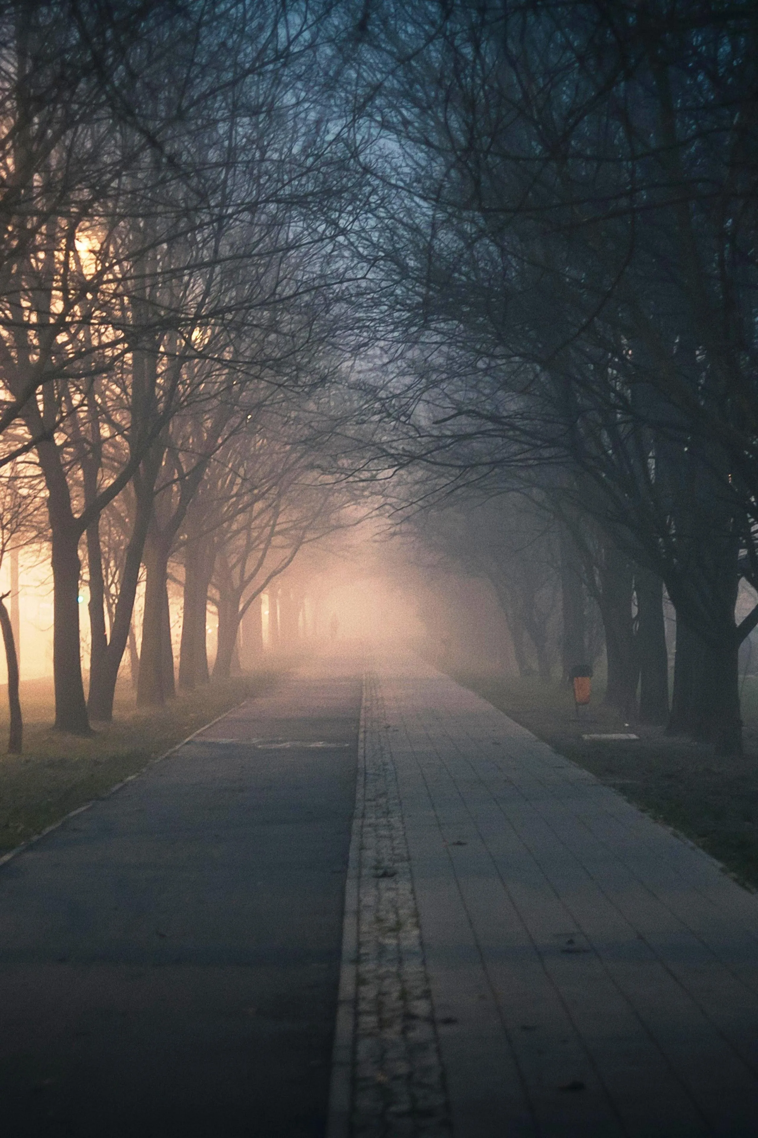 Quiet Forest Pathway Fading into Peaceful Morning Fog