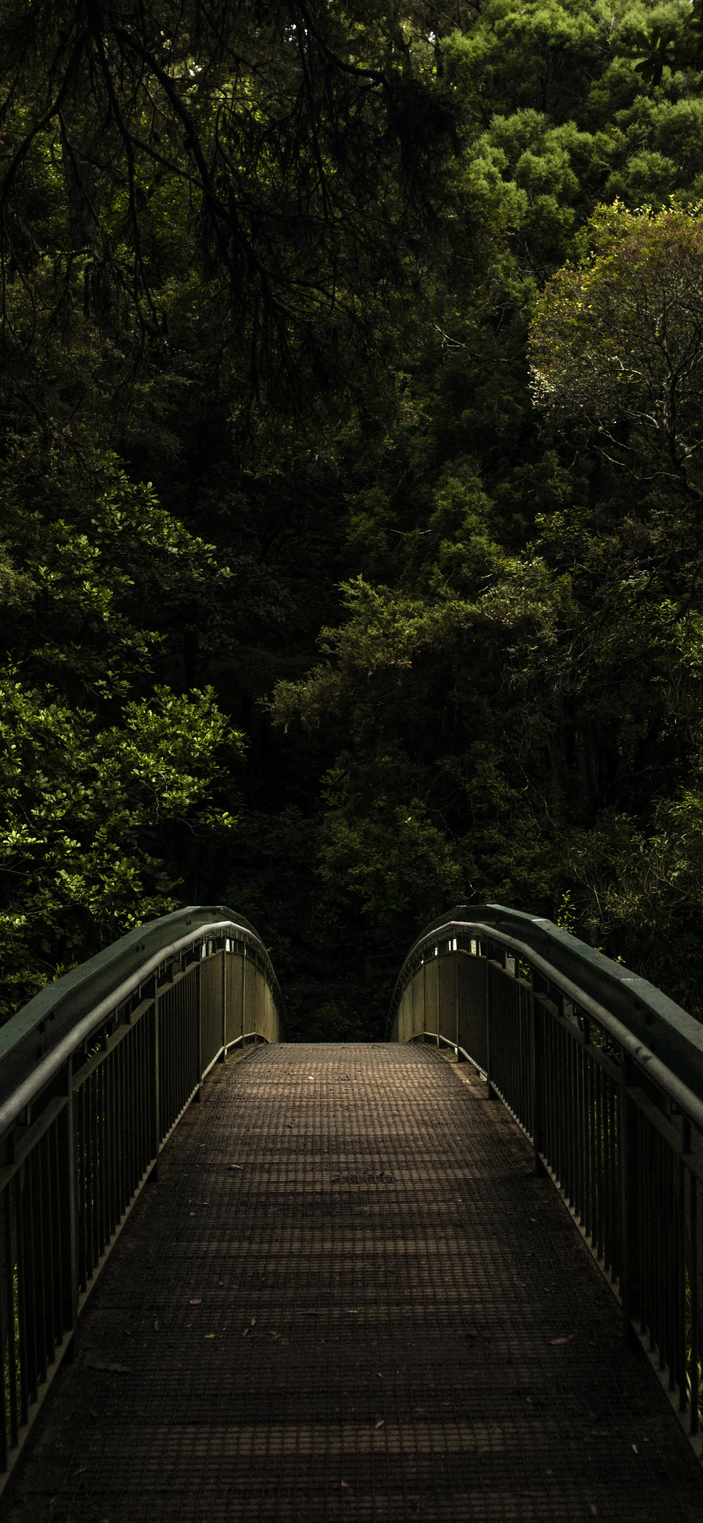 Quiet Path into Lush Green Forest Trail Free HD Image