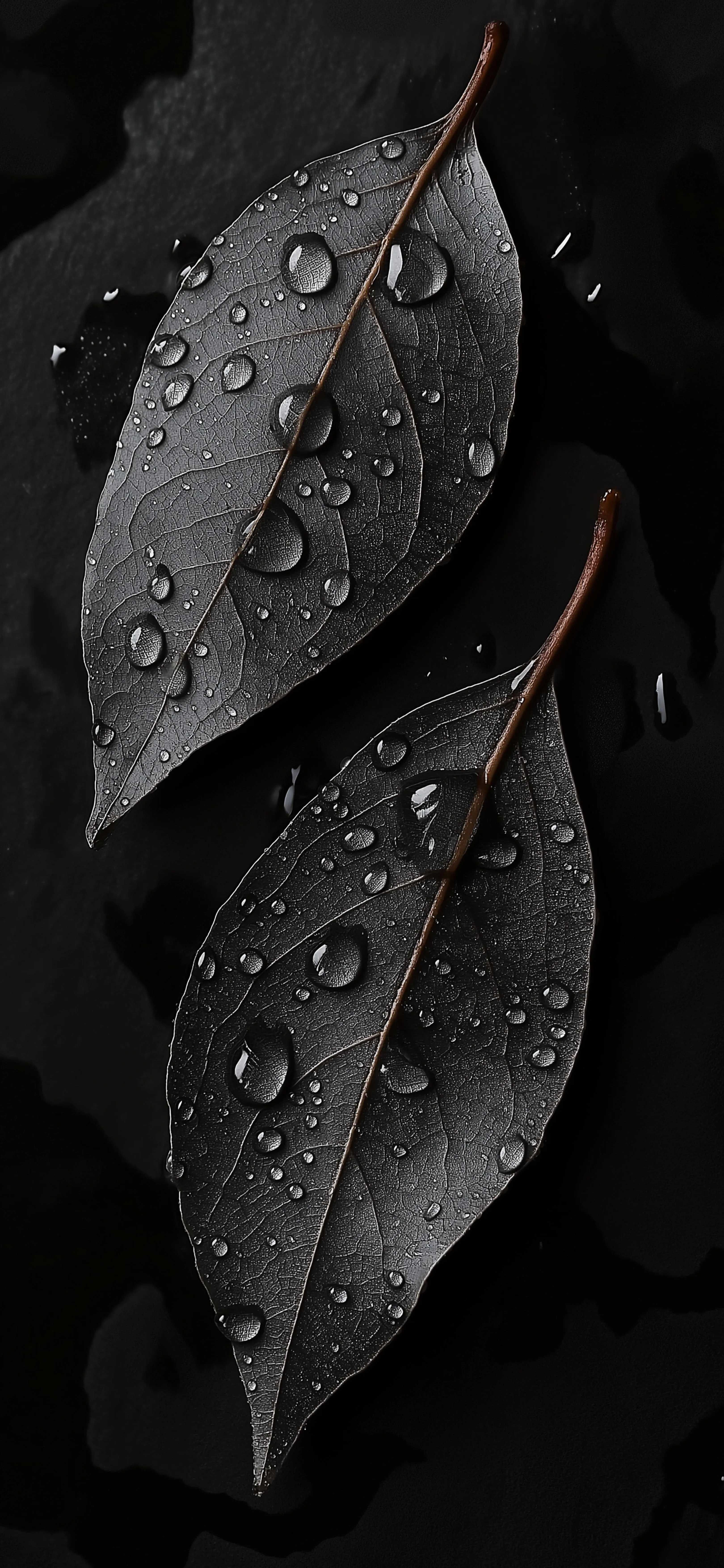 Raindrops on Dark Leaves with Soft Lighting Effect Image