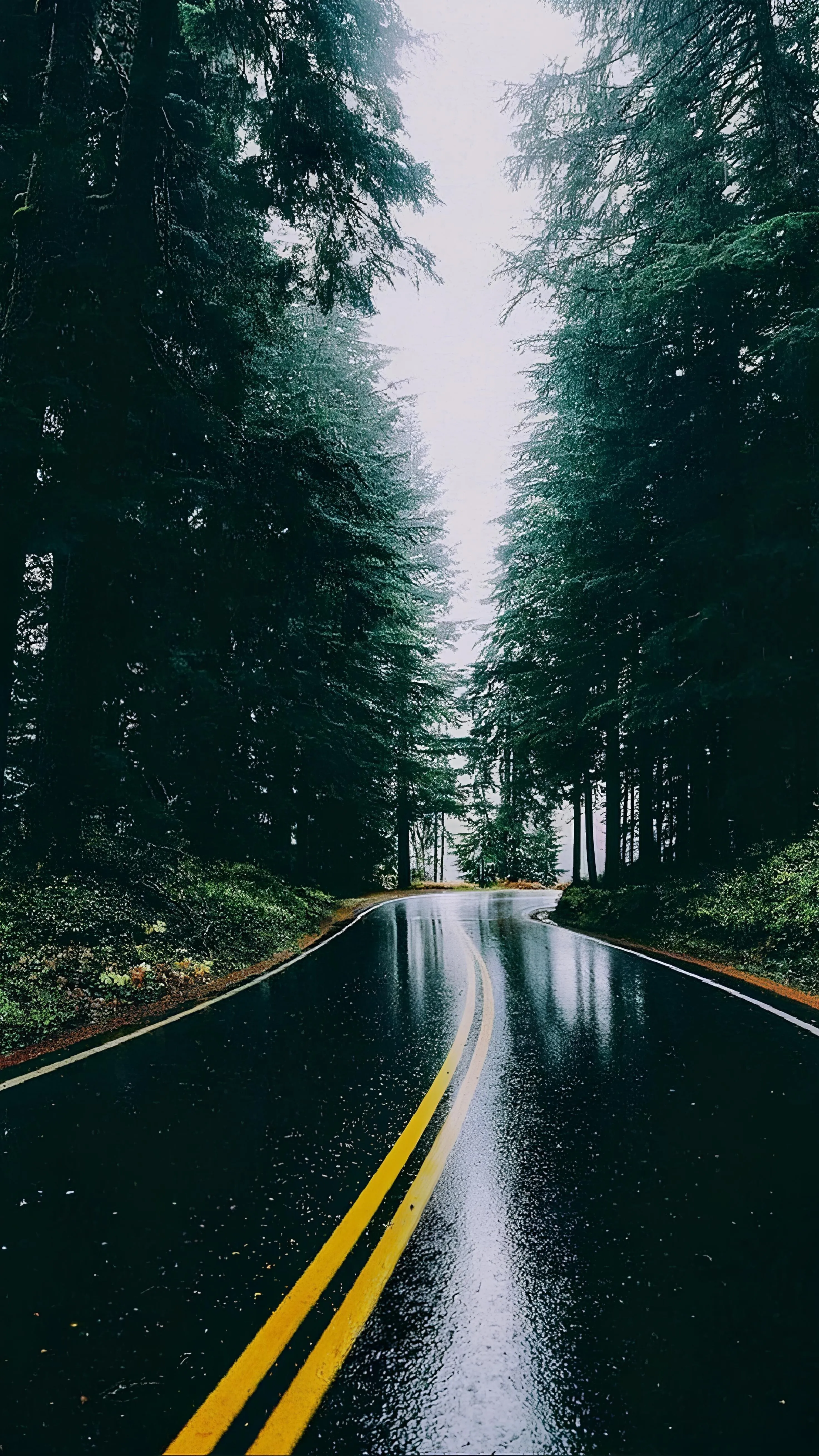 Rainy Forest Road Wallpaper for Nature Lovers Mobile Screens