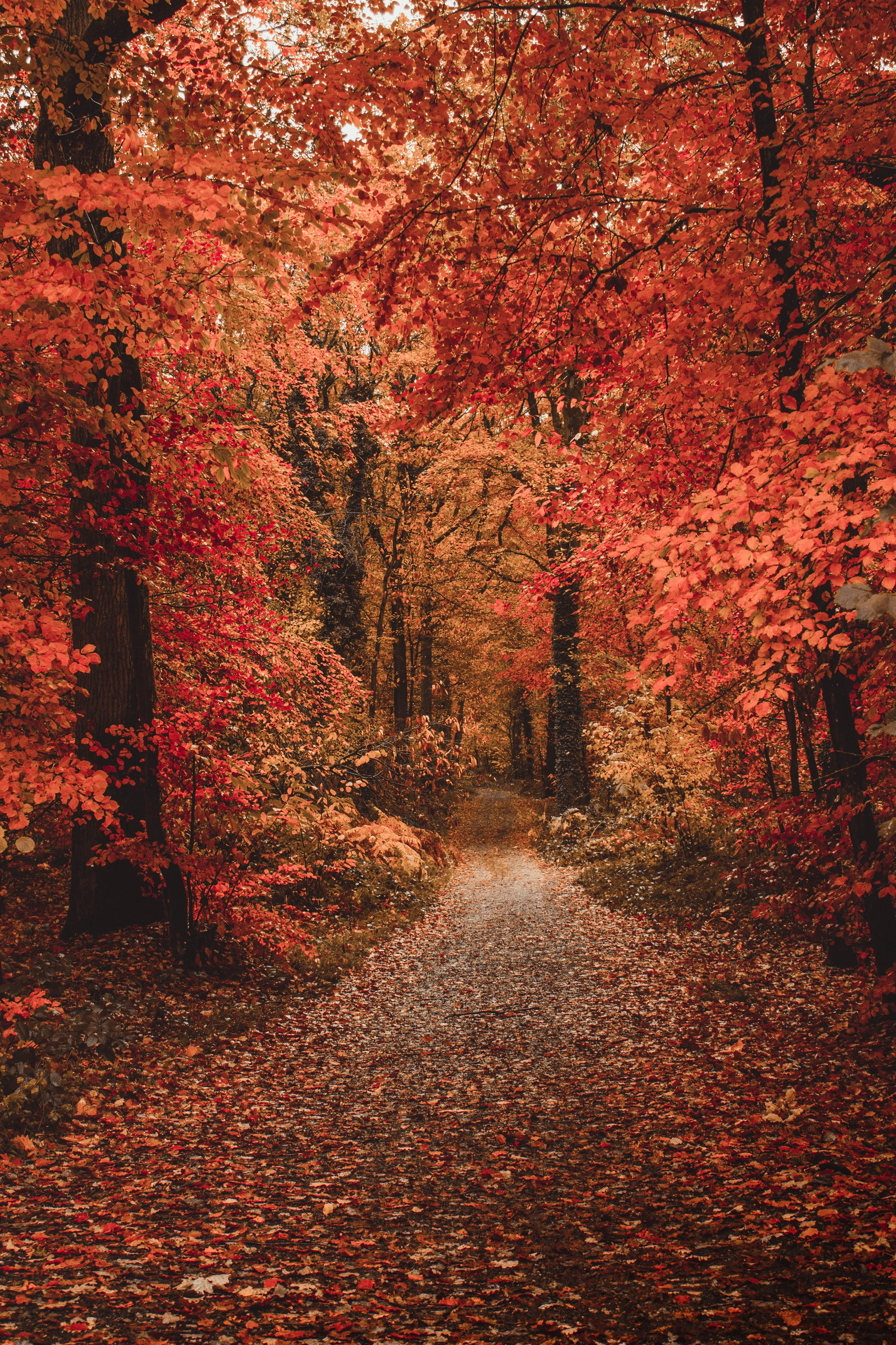 Red Autumn Forest Path Covered with Fallen Leaves Image