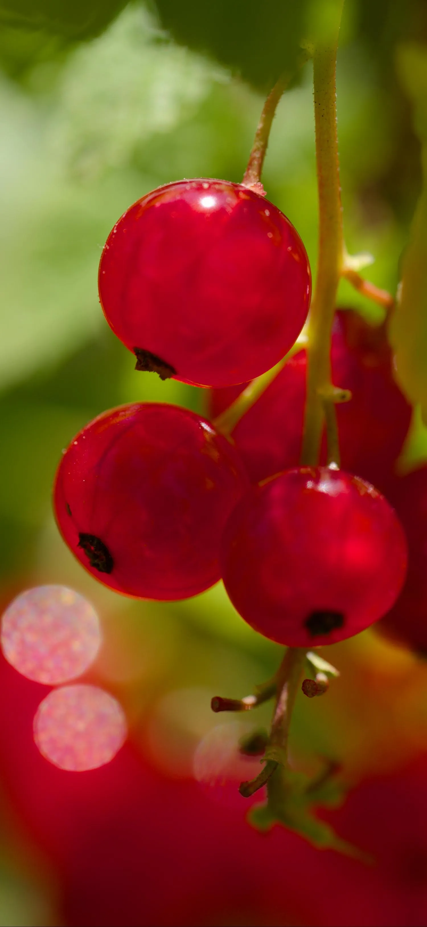 Red Berries in Garden with Blurred Background Wallpaper