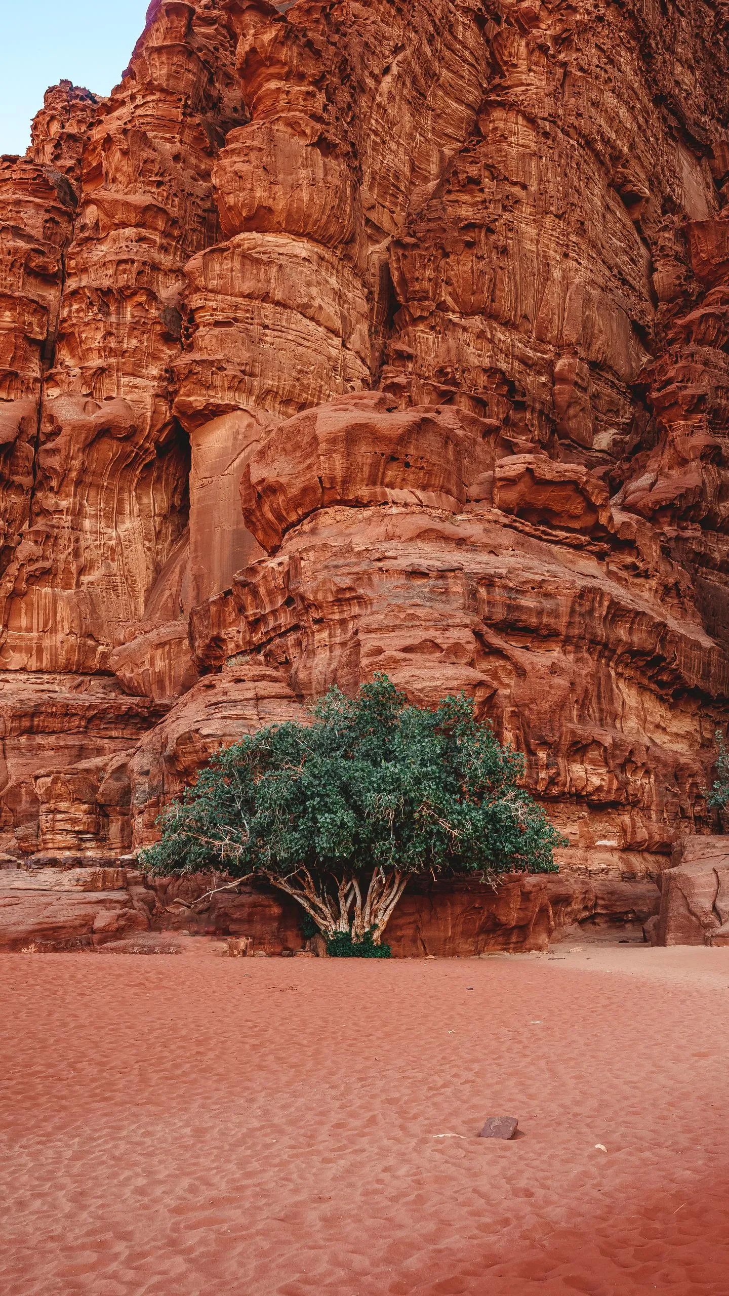 Red Desert Landscape with Lone Tree and Rock Walls Wallpaper