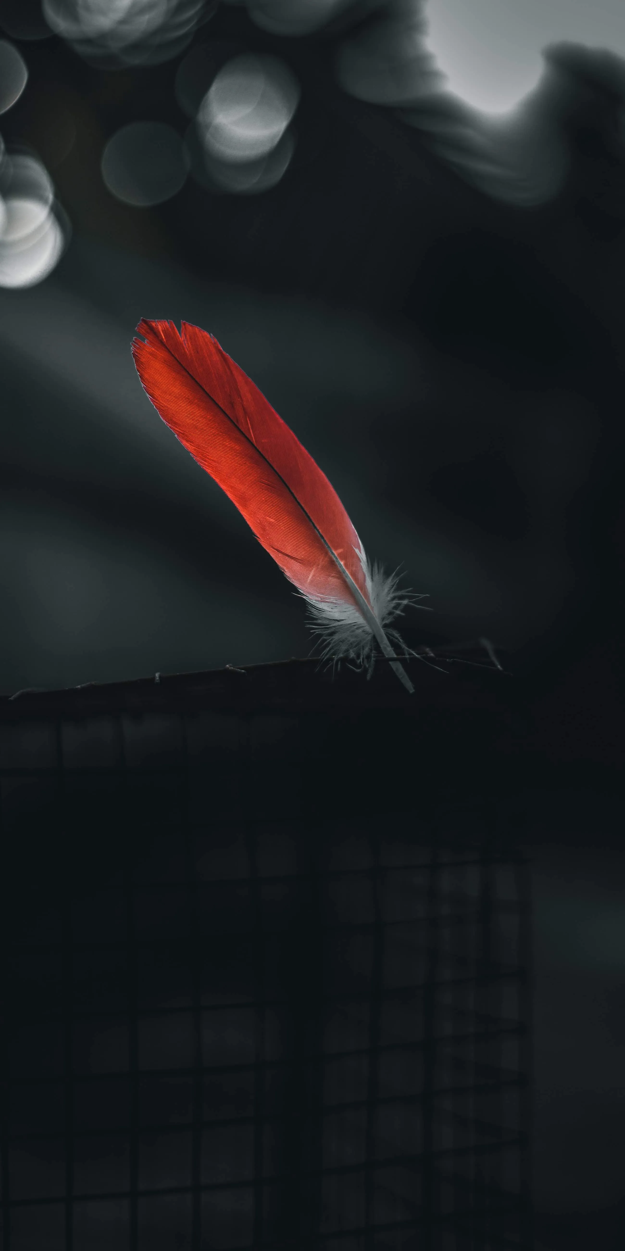 Red Feather Falling in Dark Blurred Background Wallpaper