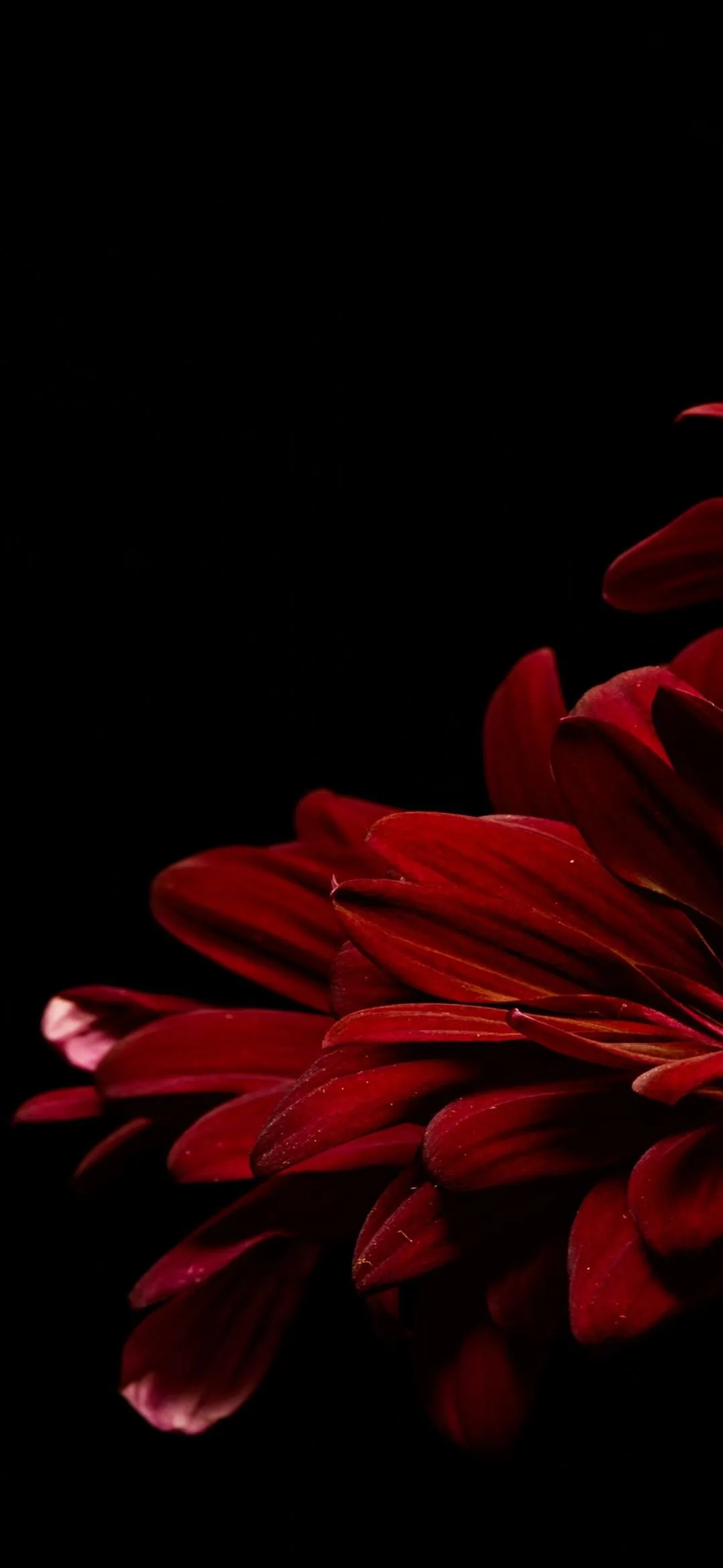 Red Flower Petals in Darkness Artistic Phone Wallpaper