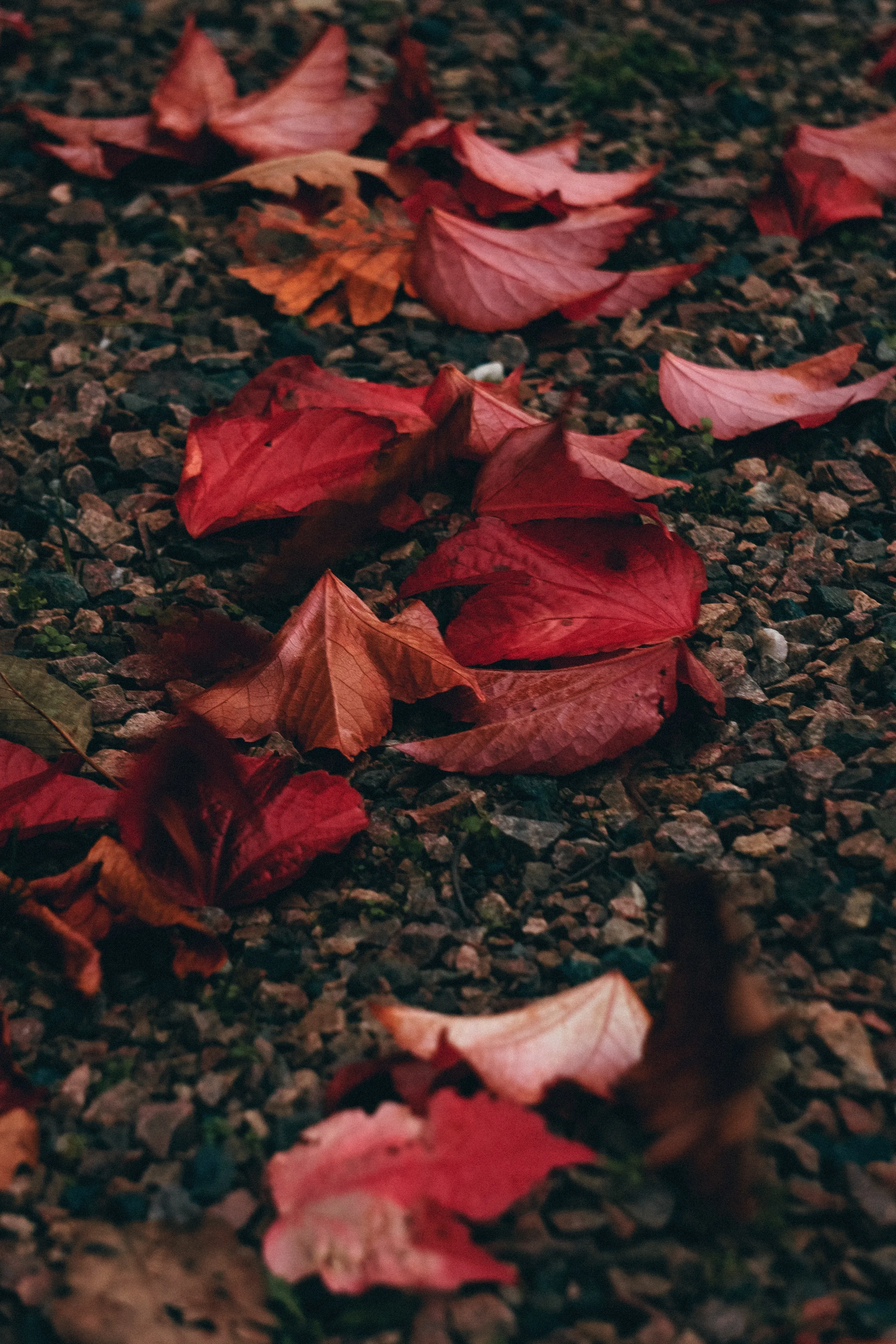 Red Leaves Scattered on Ground After Rainfall Wallpaper