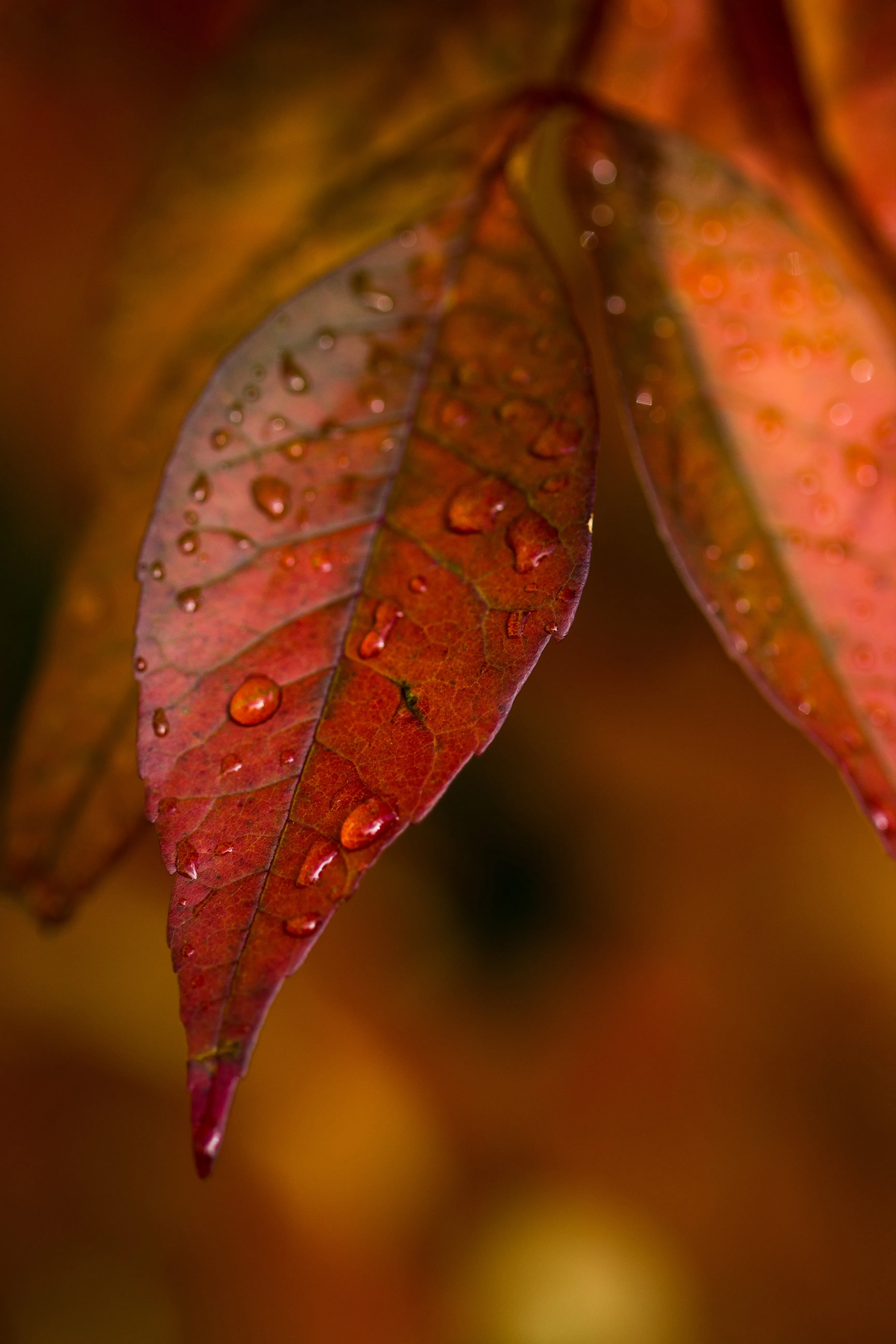 Red Leaves with Droplets Close Up Capturing Fall Colors