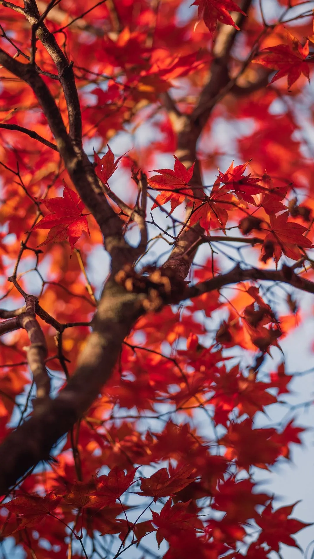 Red Maple Autumn Beauty Nature Shot for iPhone 15 Wallpaper