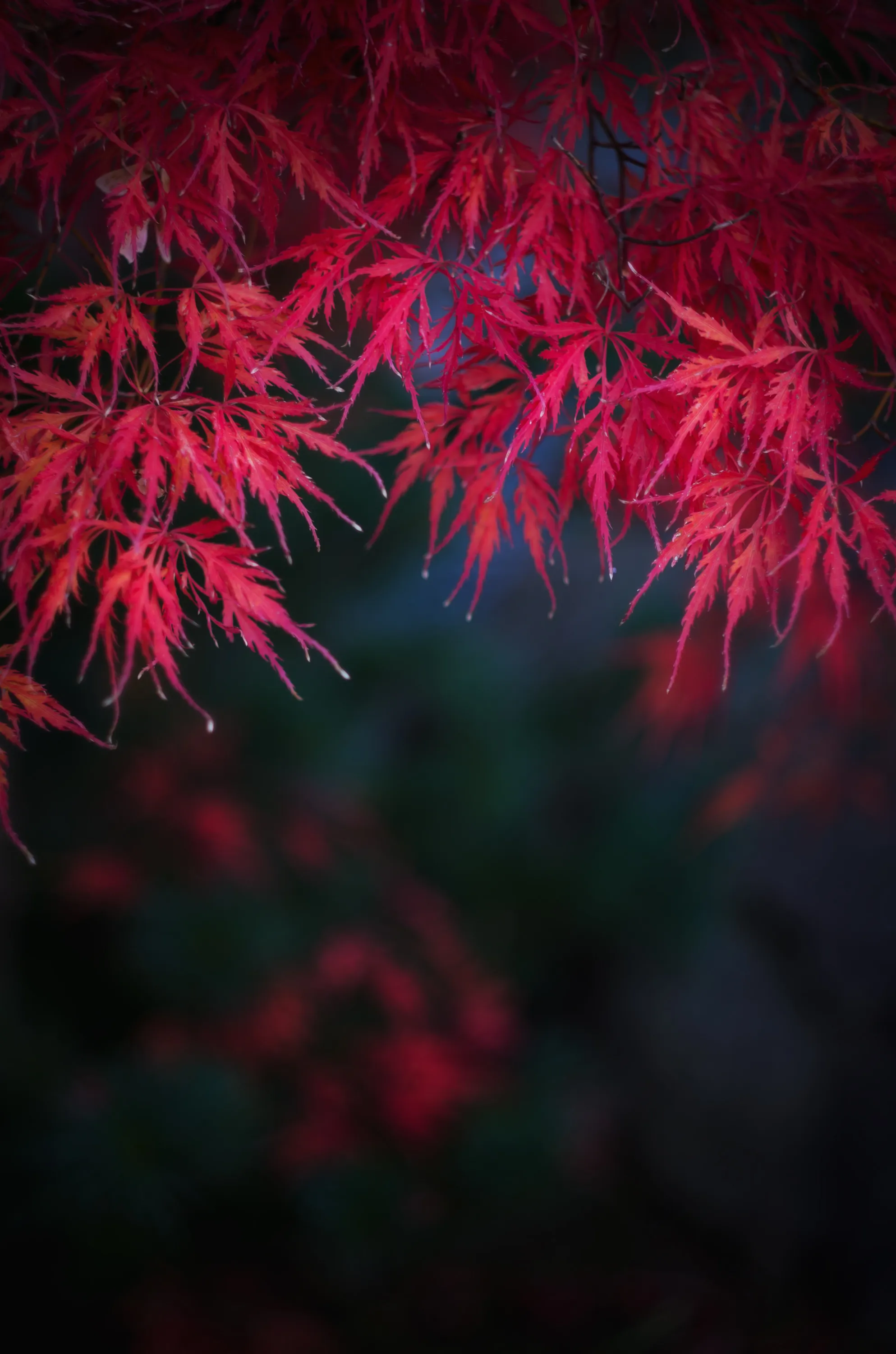 Red Maple Leaves in Soft Autumn Lighting Wallpaper