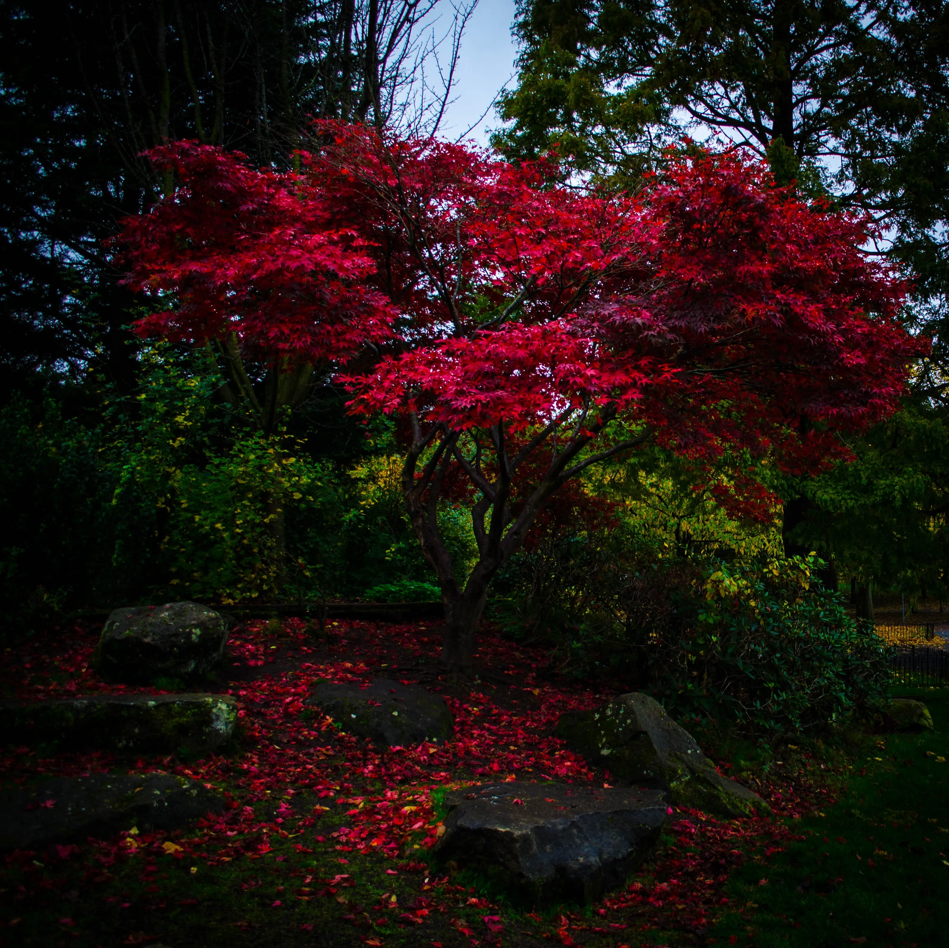 Red Maple Tree in a Peaceful Forest Garden Wallpaper