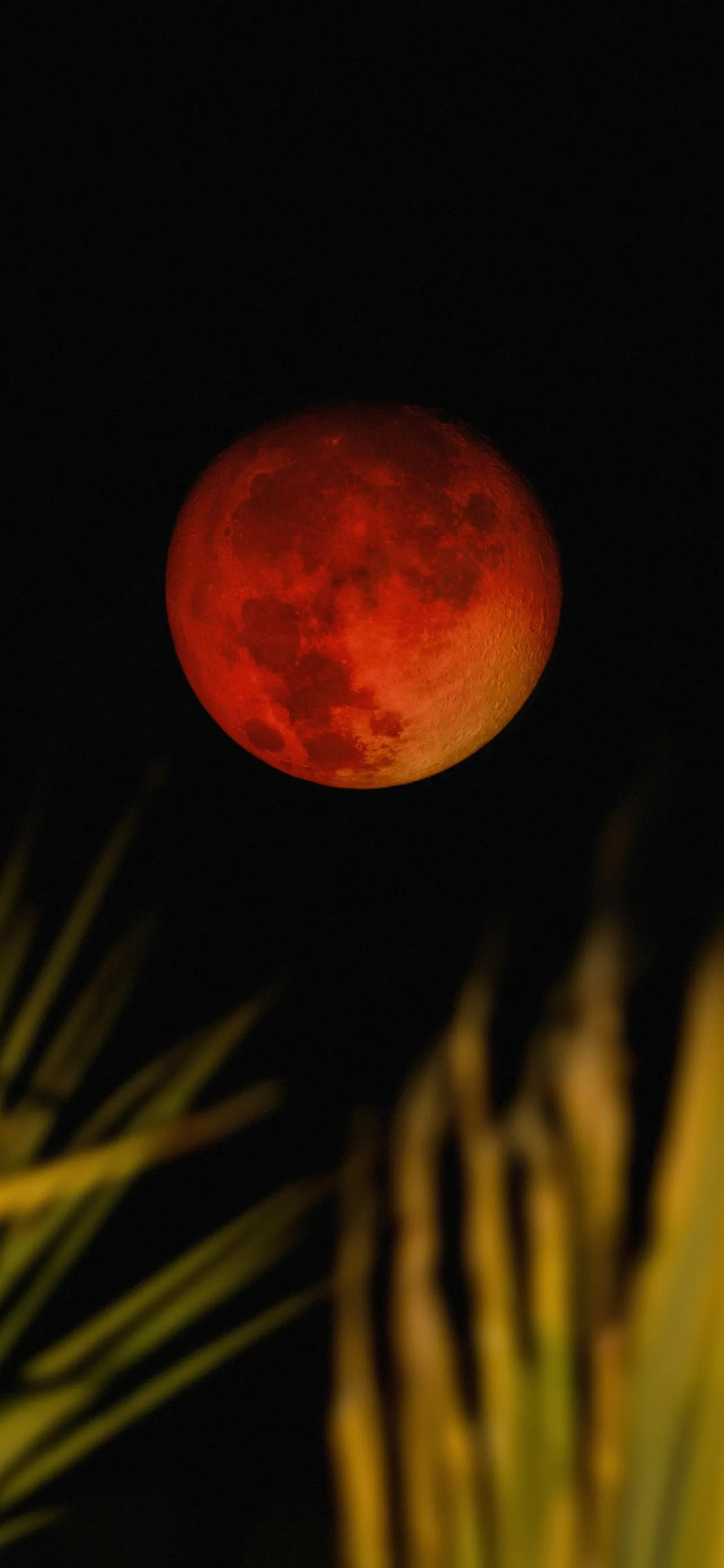 Red Moon Behind Leaves in a Mysterious Night Scene