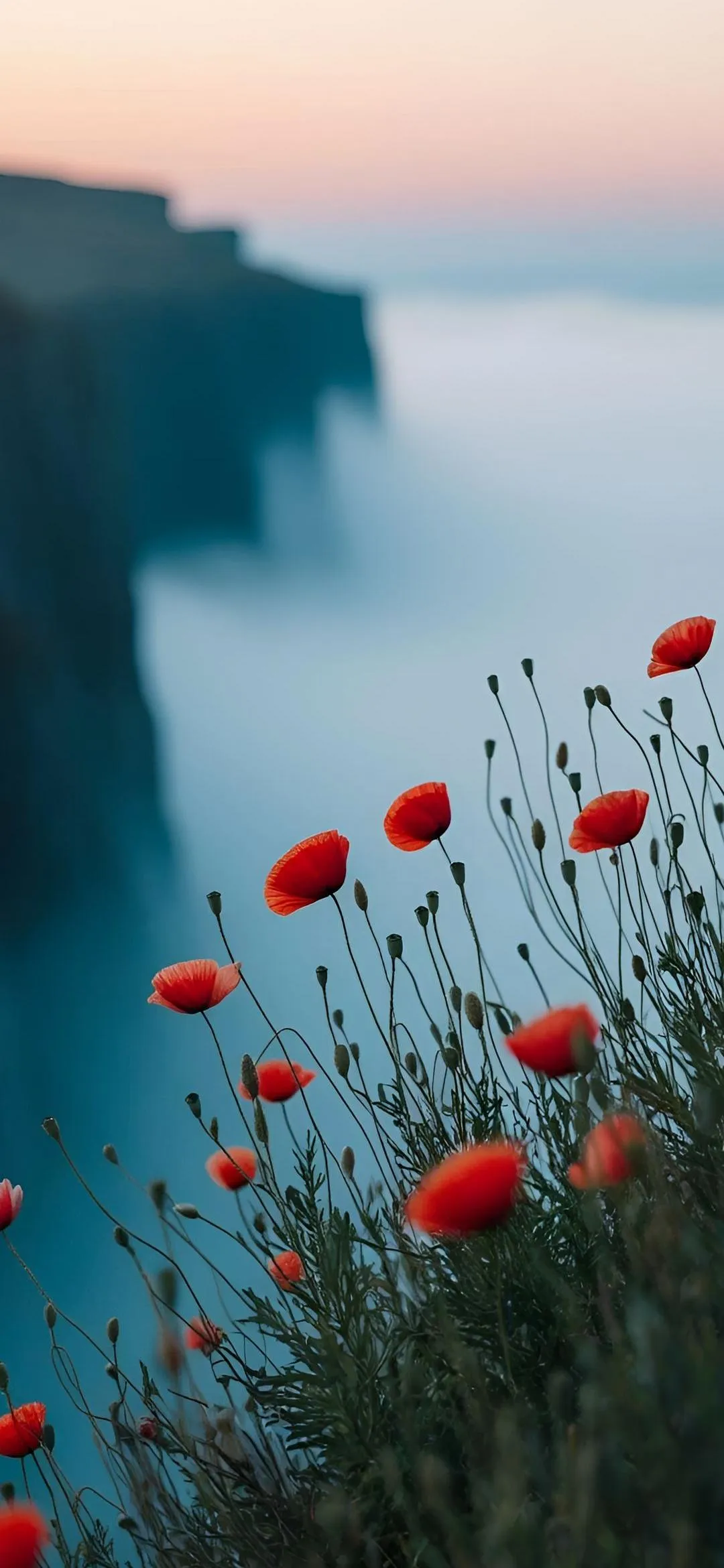 Red Poppy Flowers Blooming In Early Morning Mist Wallpaper