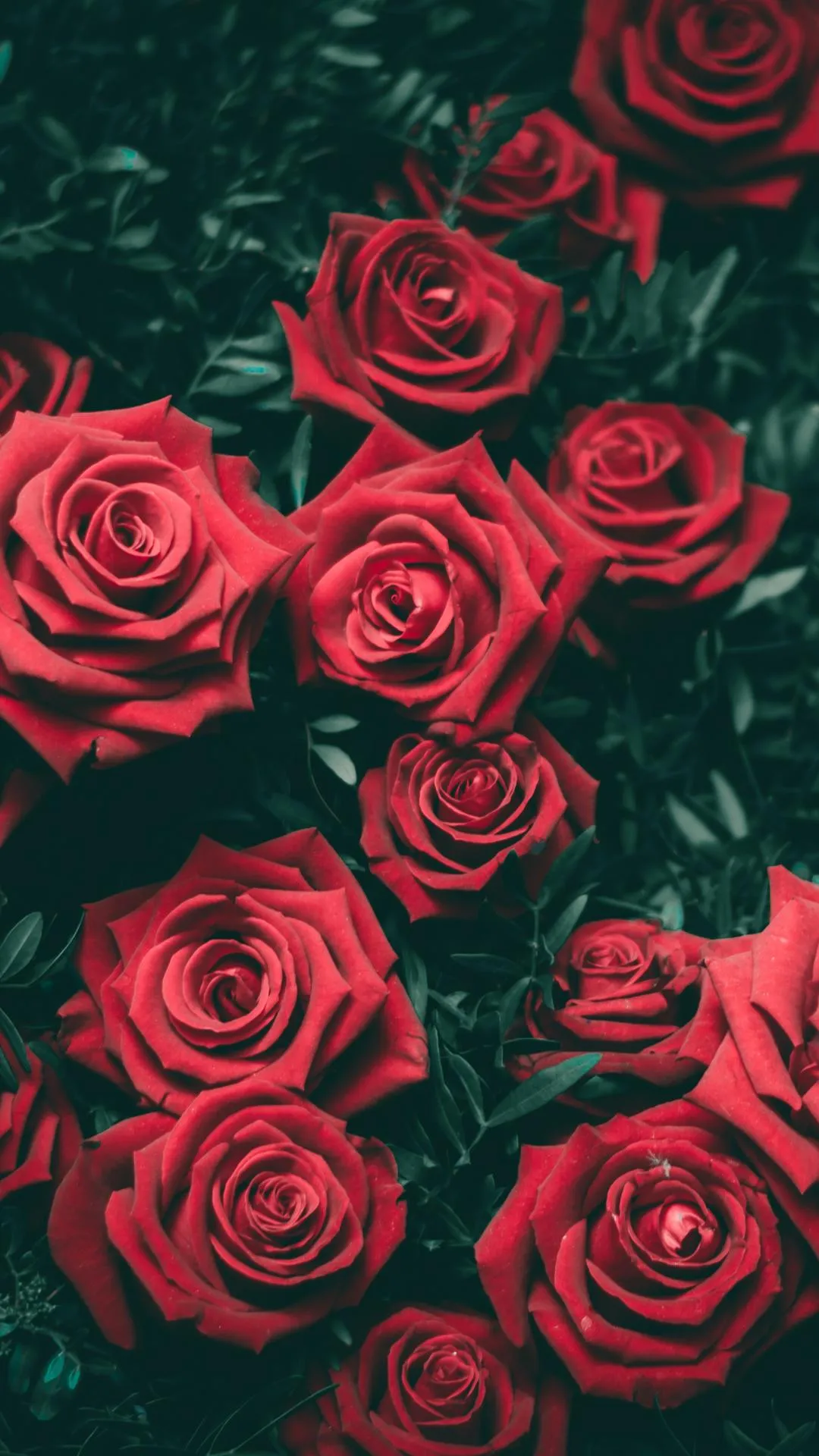 Red Roses Floral Background Aesthetic Mobile Wallpaper