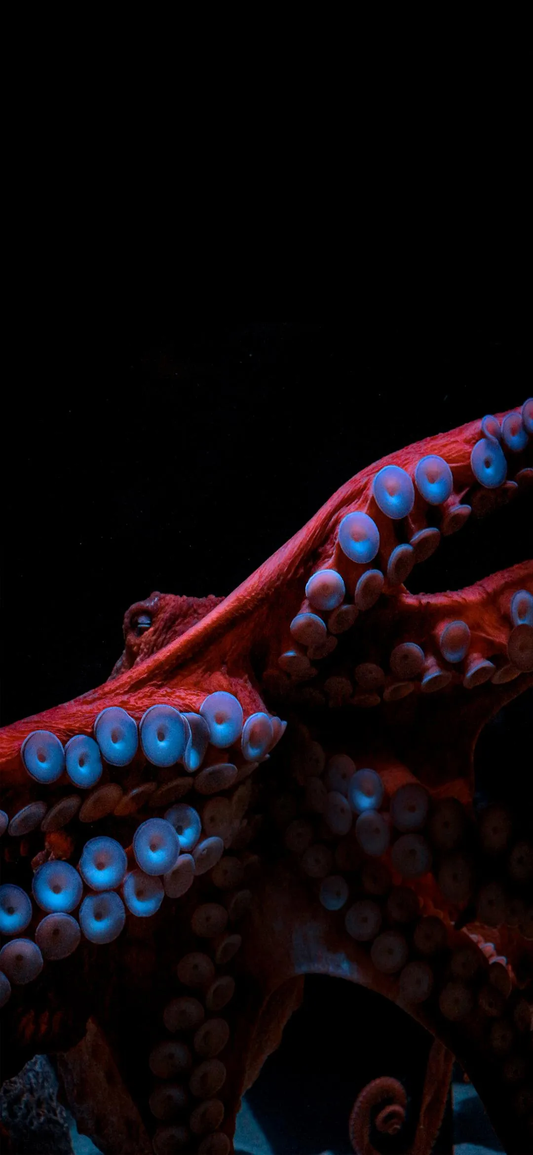 Red Tentacle Creature in Darkness Fantasy Artwork Wallpaper