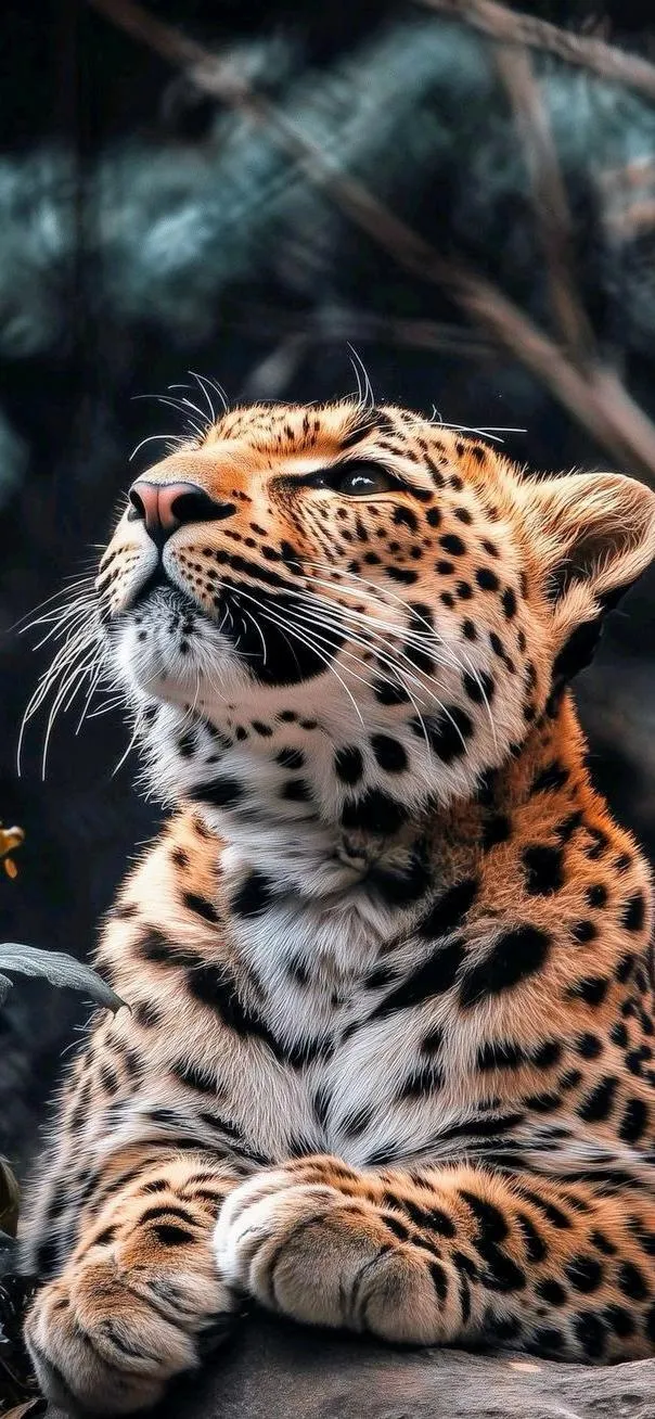 Resting Cheetah Posing in Natural Wildlife Habitat