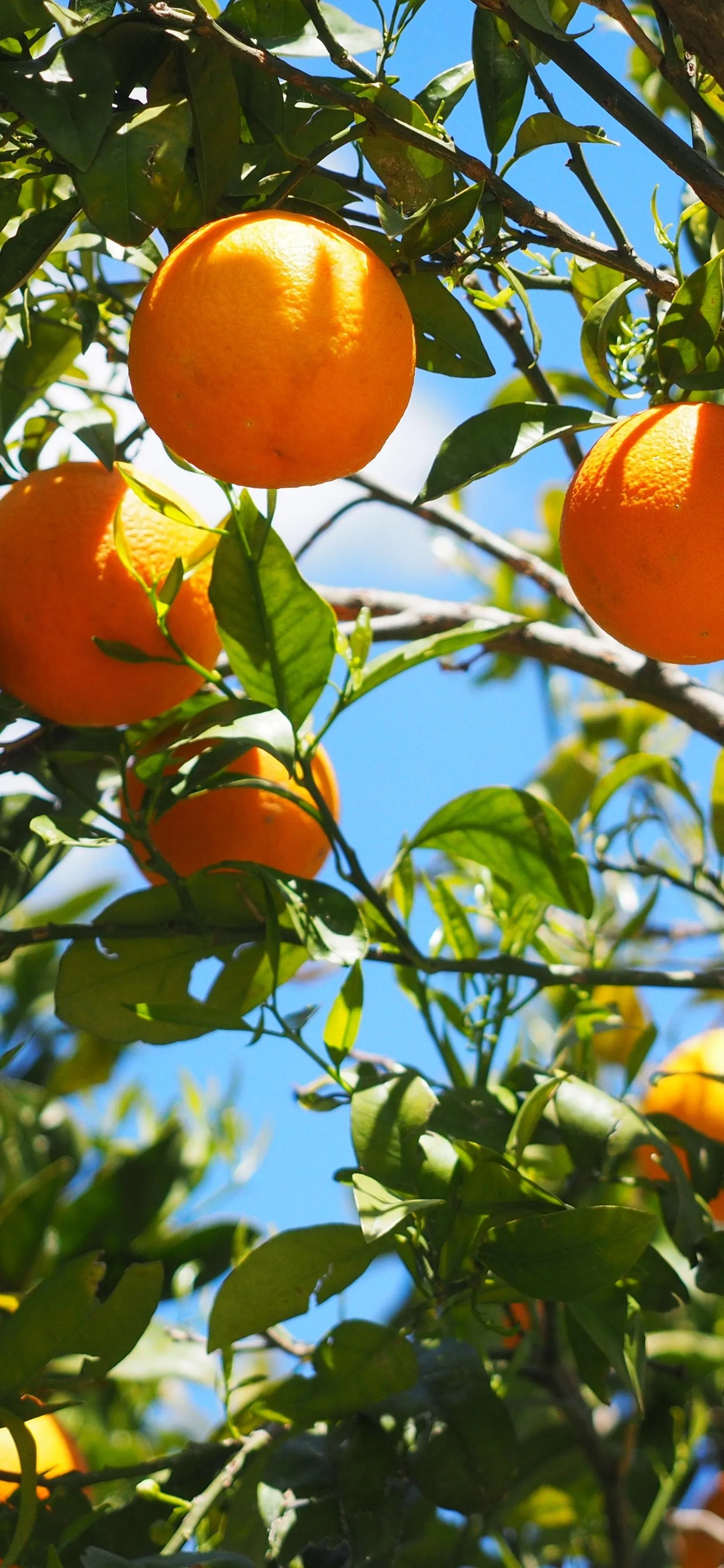 Ripe Oranges Hanging from Tree Branches in Bright Sunshine