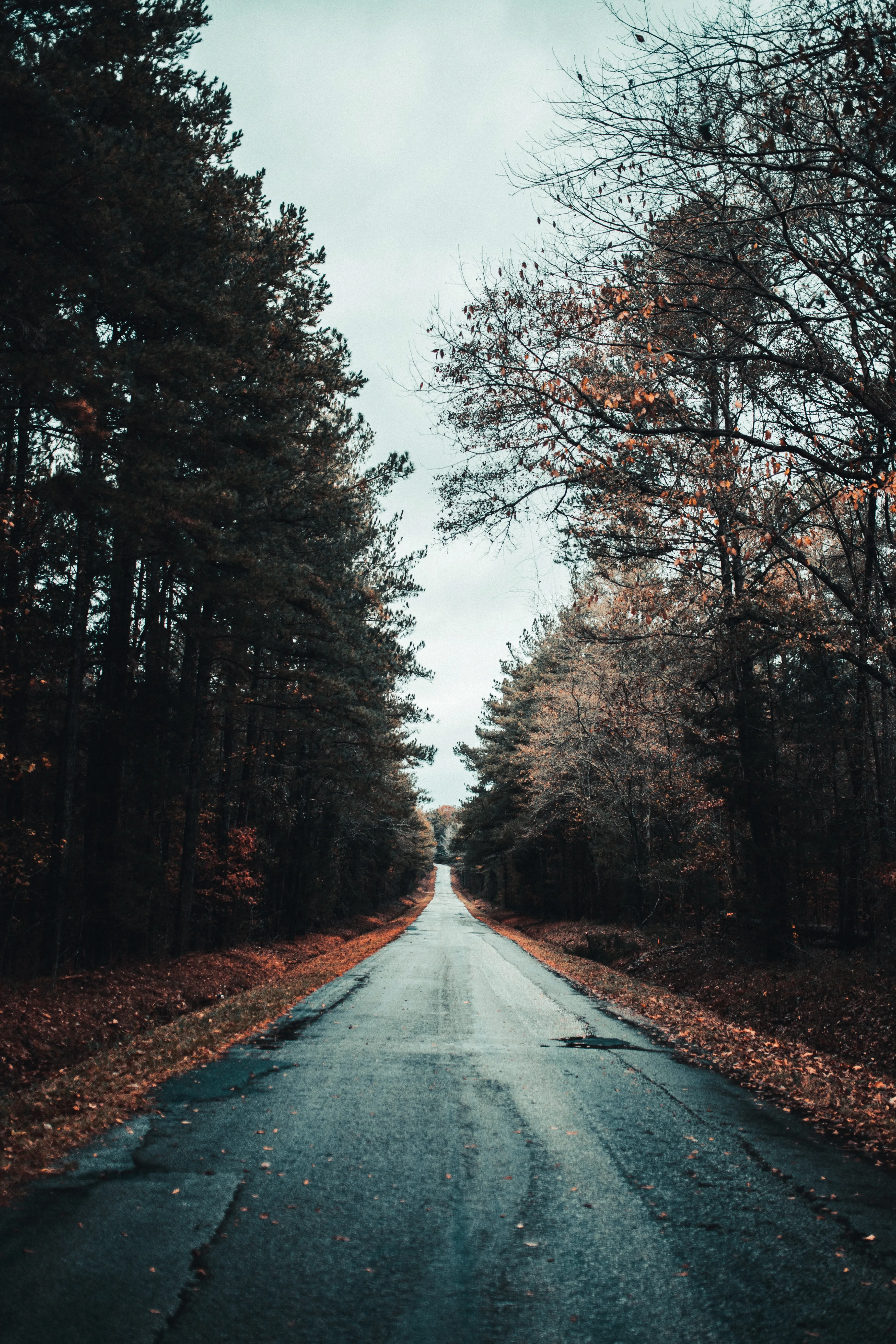 Road Lined with Bare Trees on Cold Winter Day Wallpaper