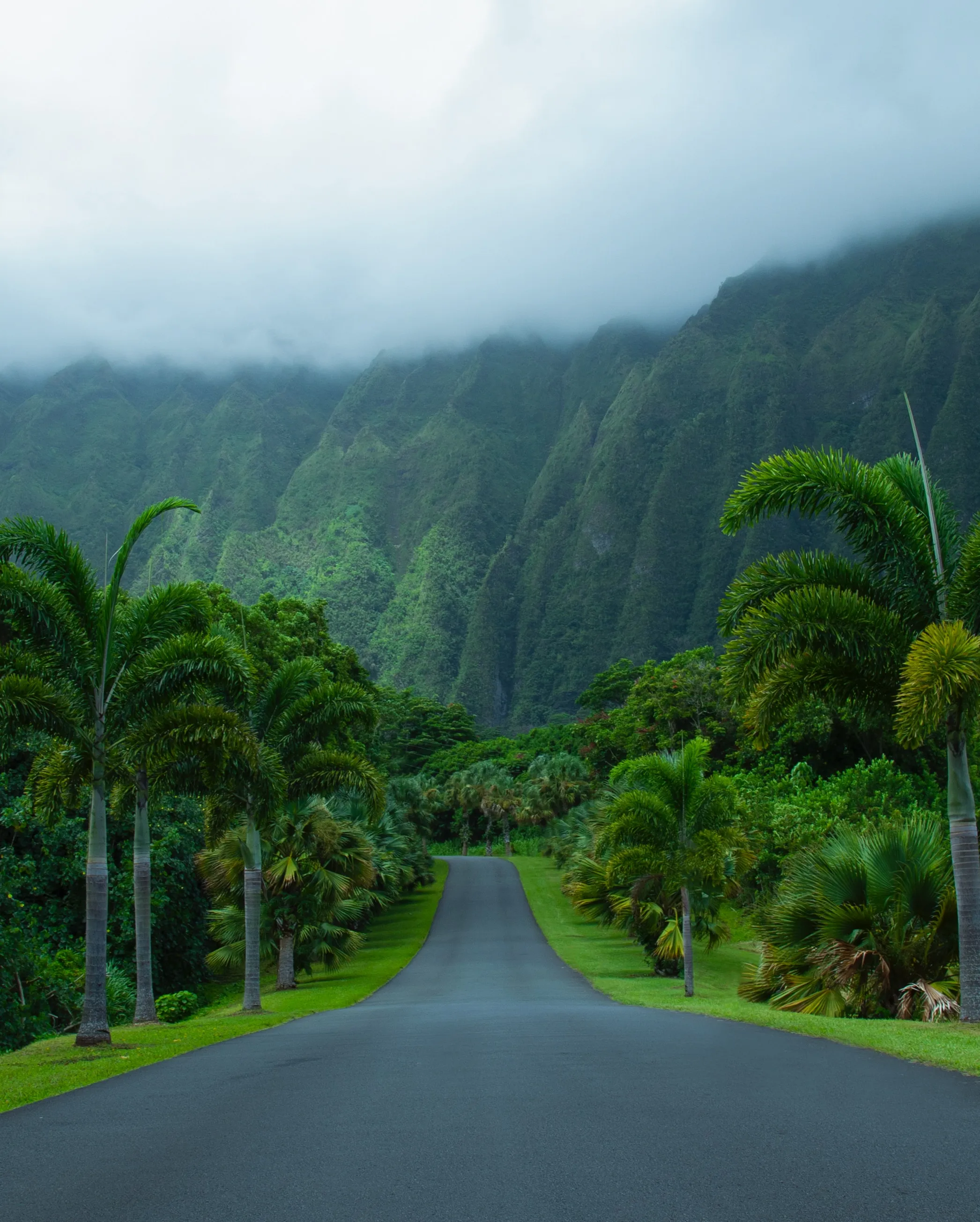Scenic Tropical Road Lined with Lush Green Trees Wallpaper