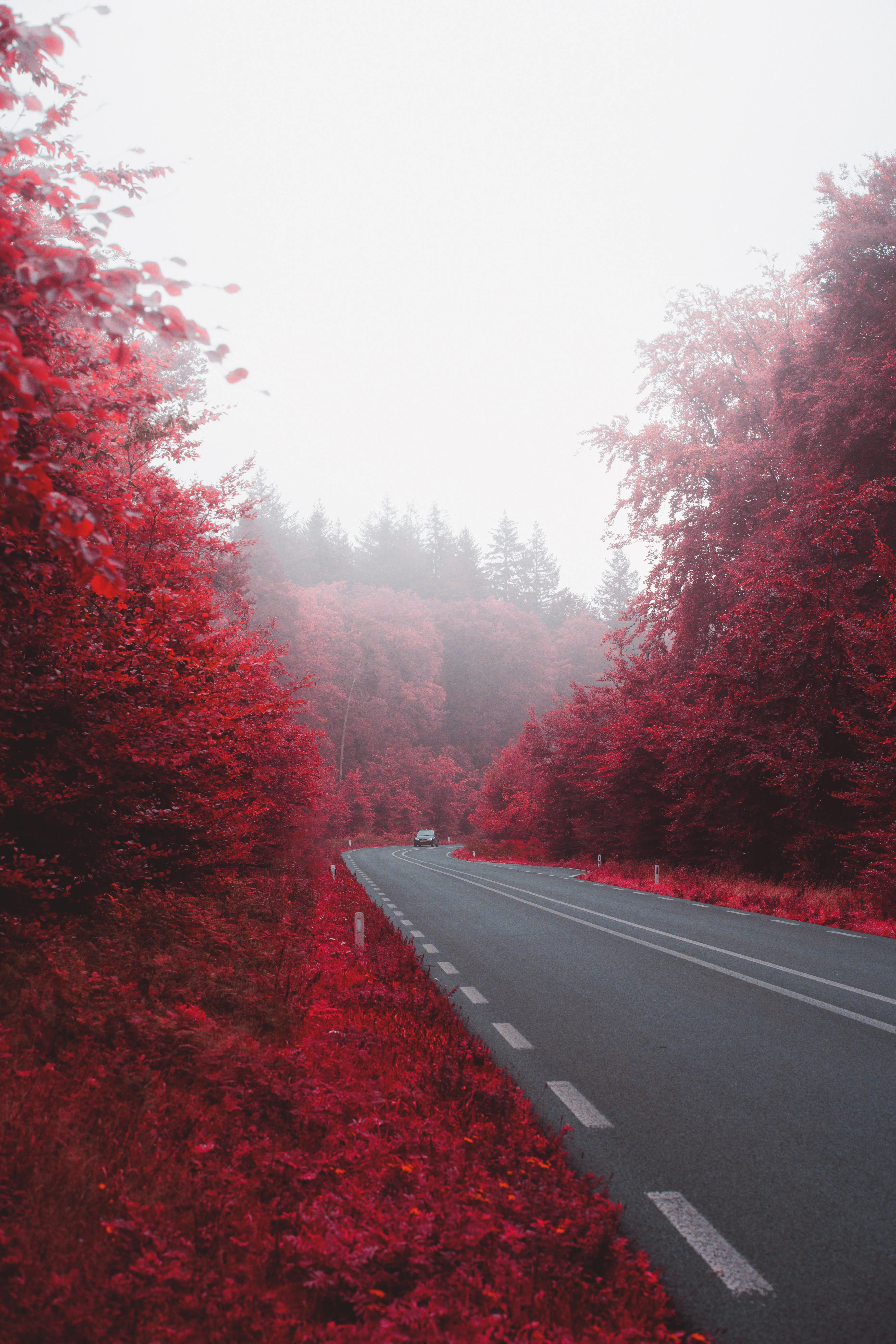 Serene Red Forest Pathway in Early Morning Fog Wallpaper
