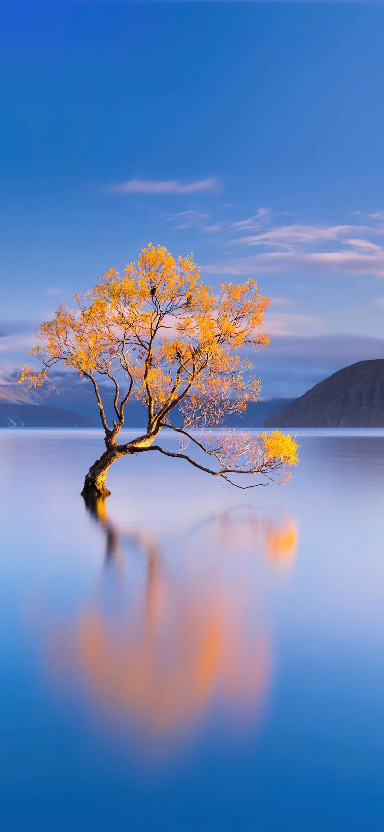 Serene Tree Reflected in Calm Water with Blue Sky Wallpaper