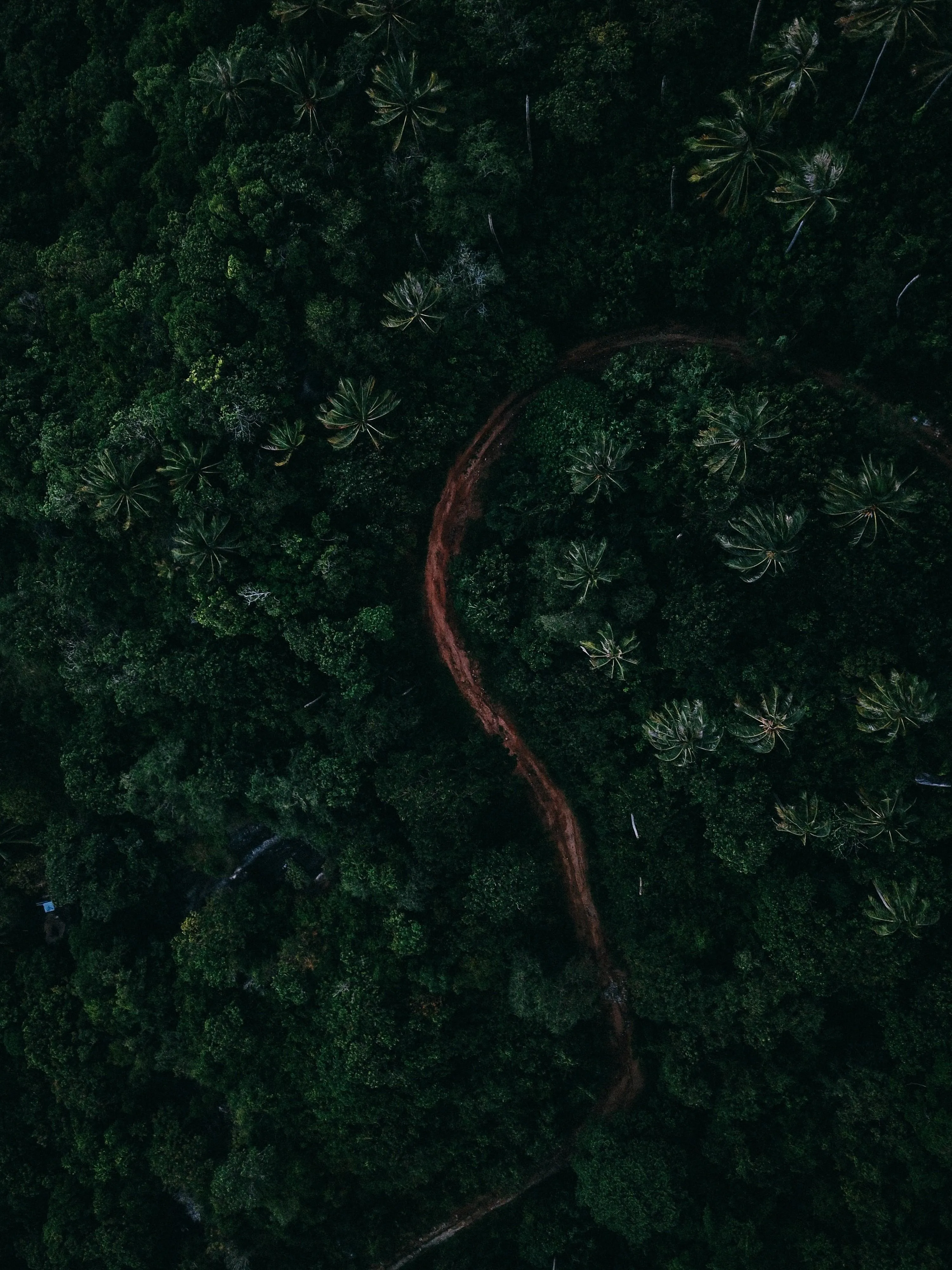 Serpent Winding Through Dense Forest with Rich Green Canopy